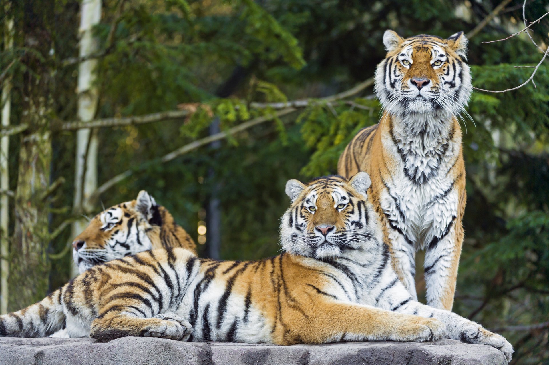 tigre dell amur gatto tigri predatore trinità ©tambako the jaguar