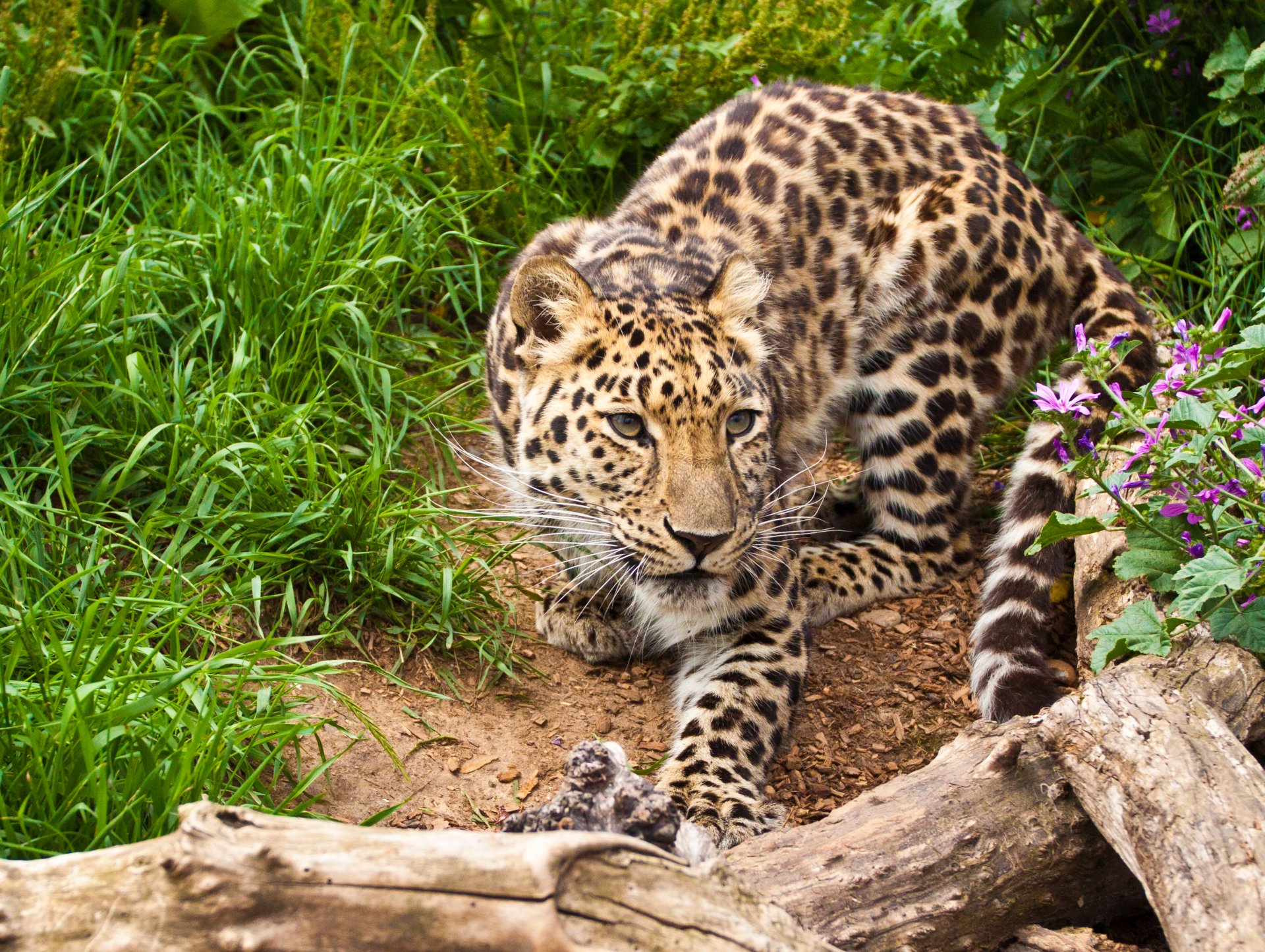 amur leopard cat snag grass flower leopard view