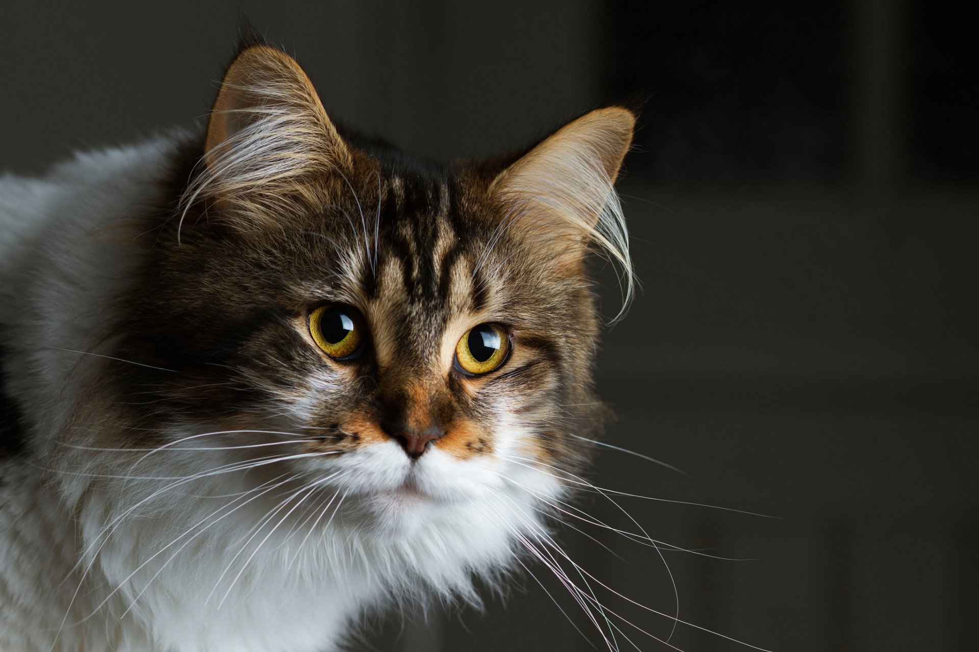 gato peludo hocico mirada fondo oscuro