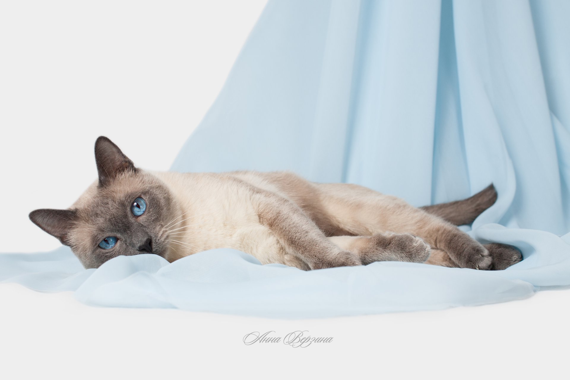 gatto tailandese gatto tailandese gatto gatto occhi sfondo grigio occhi blu