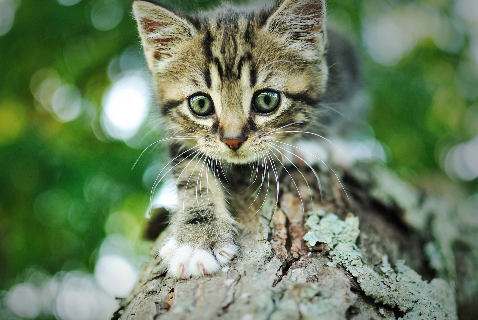 gattino gatto grigio a strisce muso albero corteccia bokeh