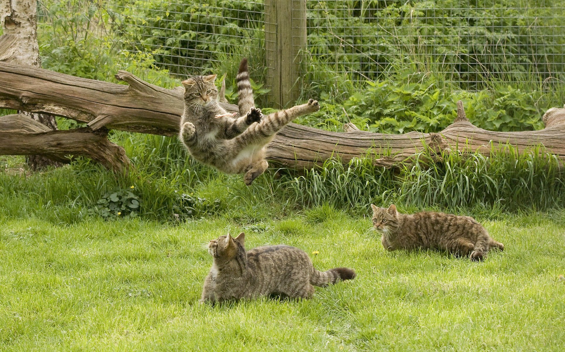 scozzese gatto selvatico gatto selvatico scozzese giochi kung fu erba