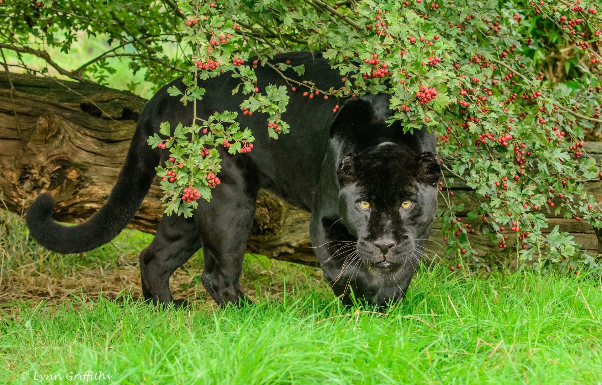 chat sauvage prédateur puissance museau verdure feuillage baies été zoo