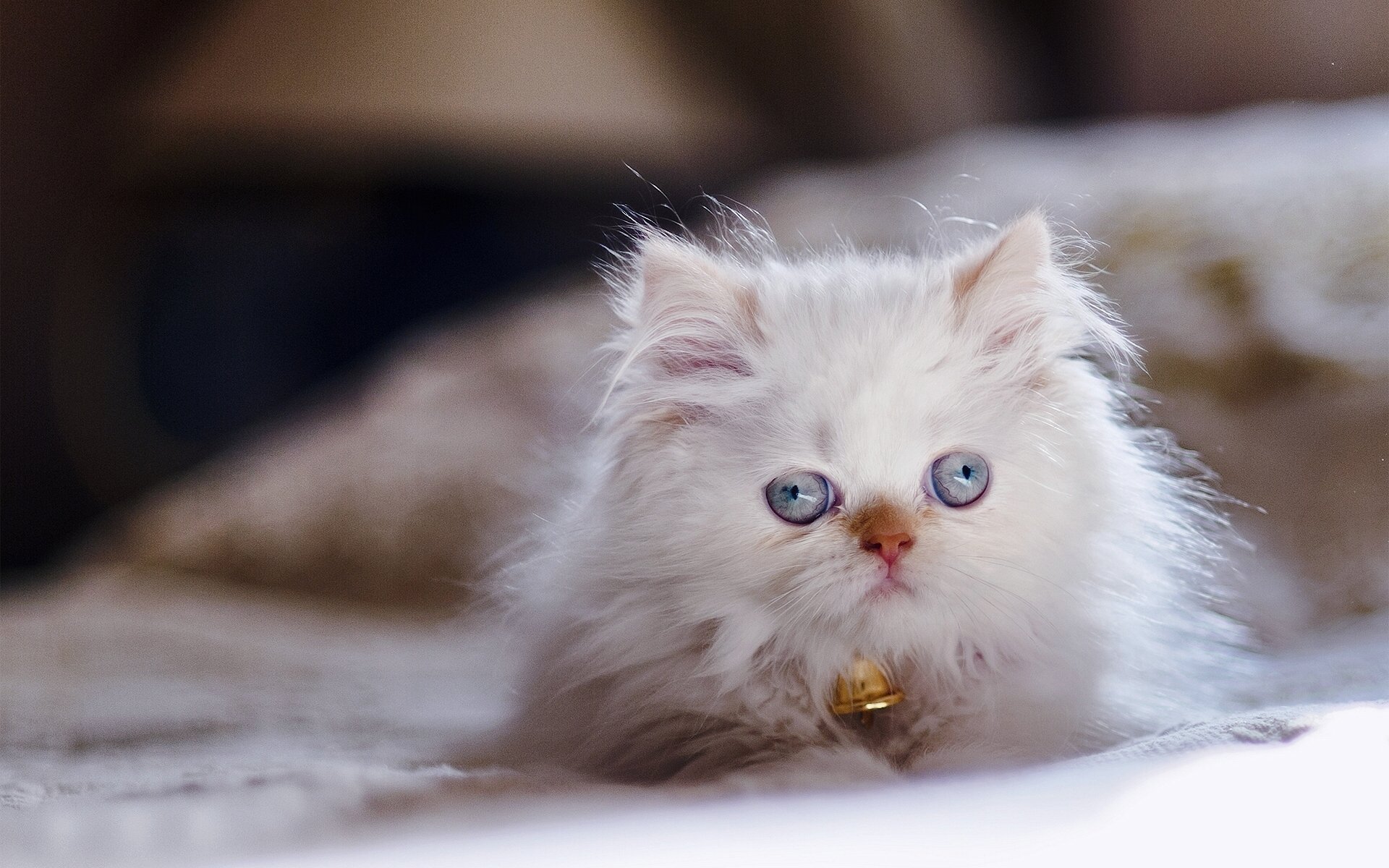 gatto himalayano punto di colore persiano occhi azzurri vista