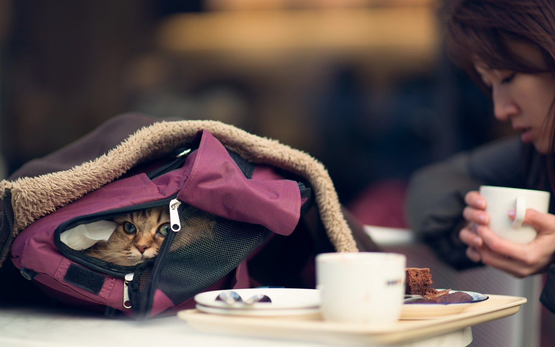 katze tasche torte