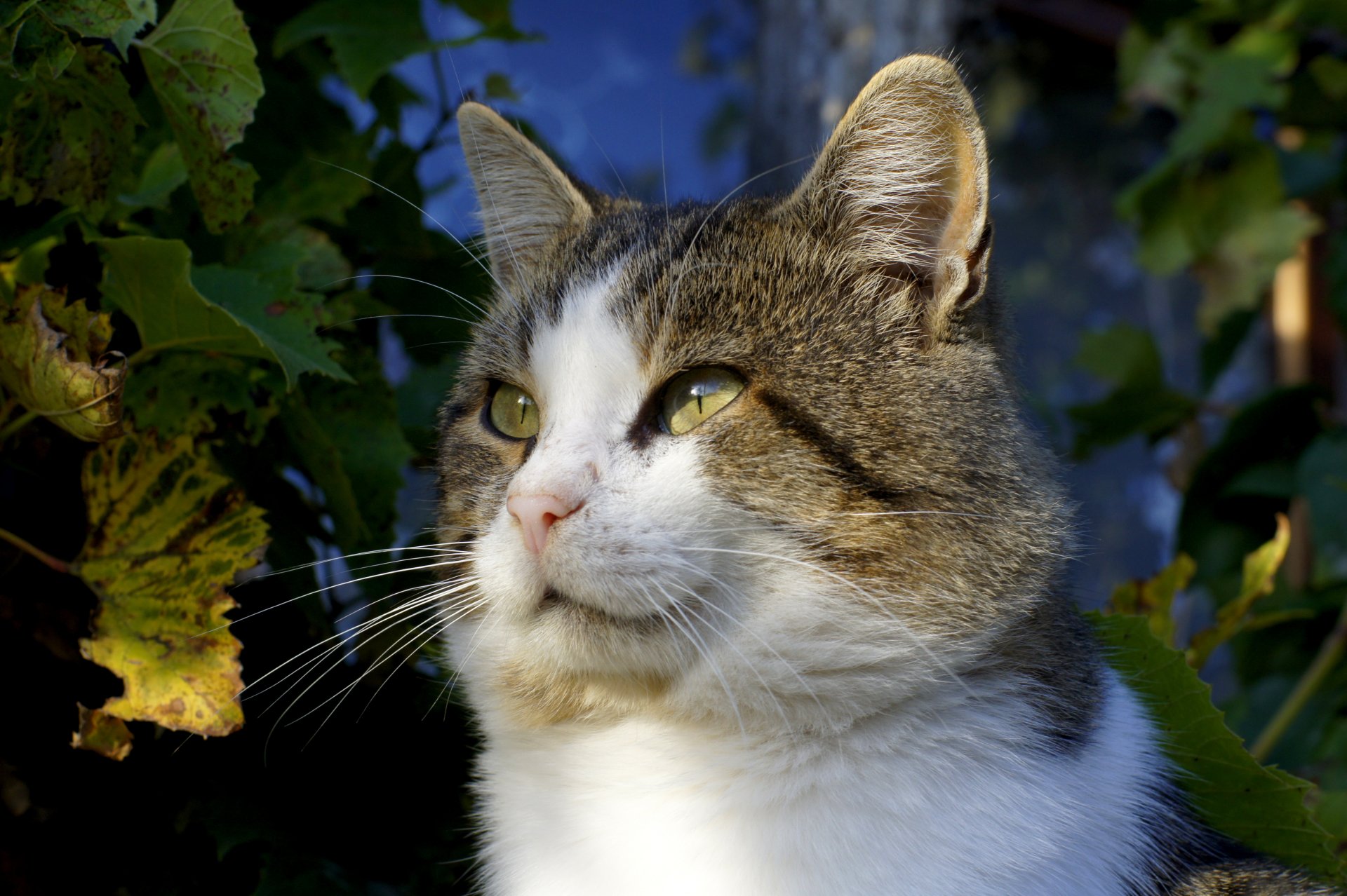 cat green leaves autumn view eyes mustache