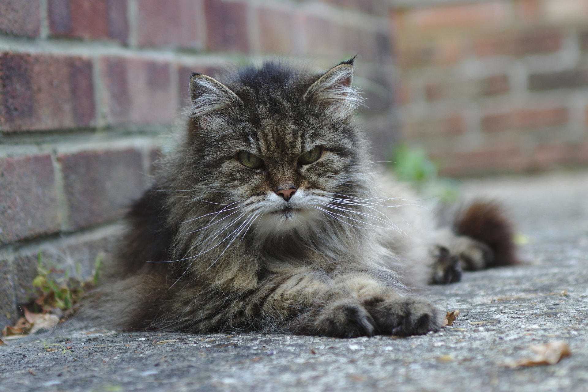 chat gris se trouve regard en colère rue