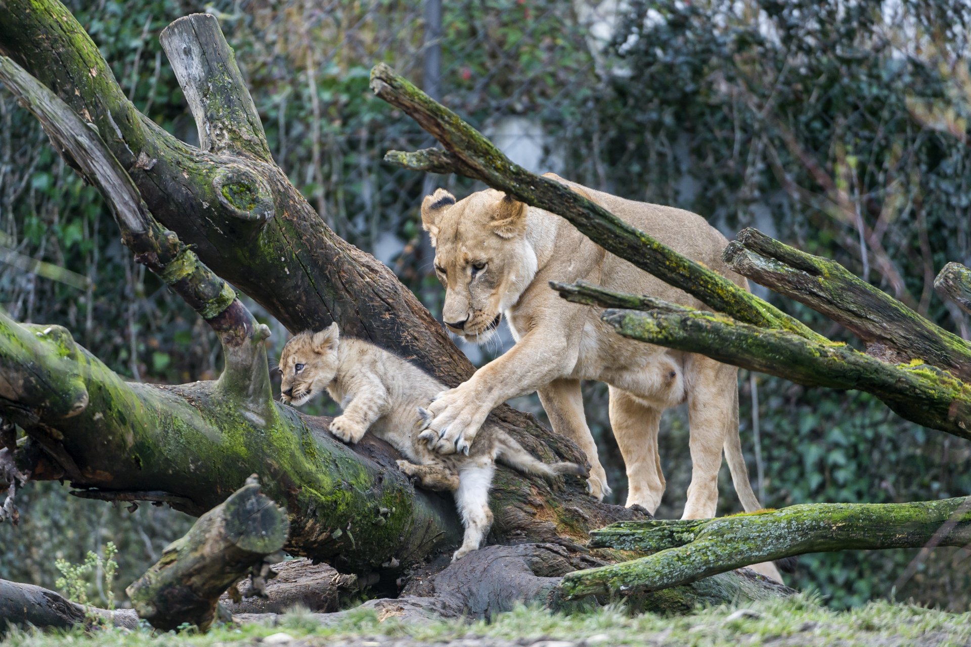 львица львы кошки дерево мох ©tambako the jaguar