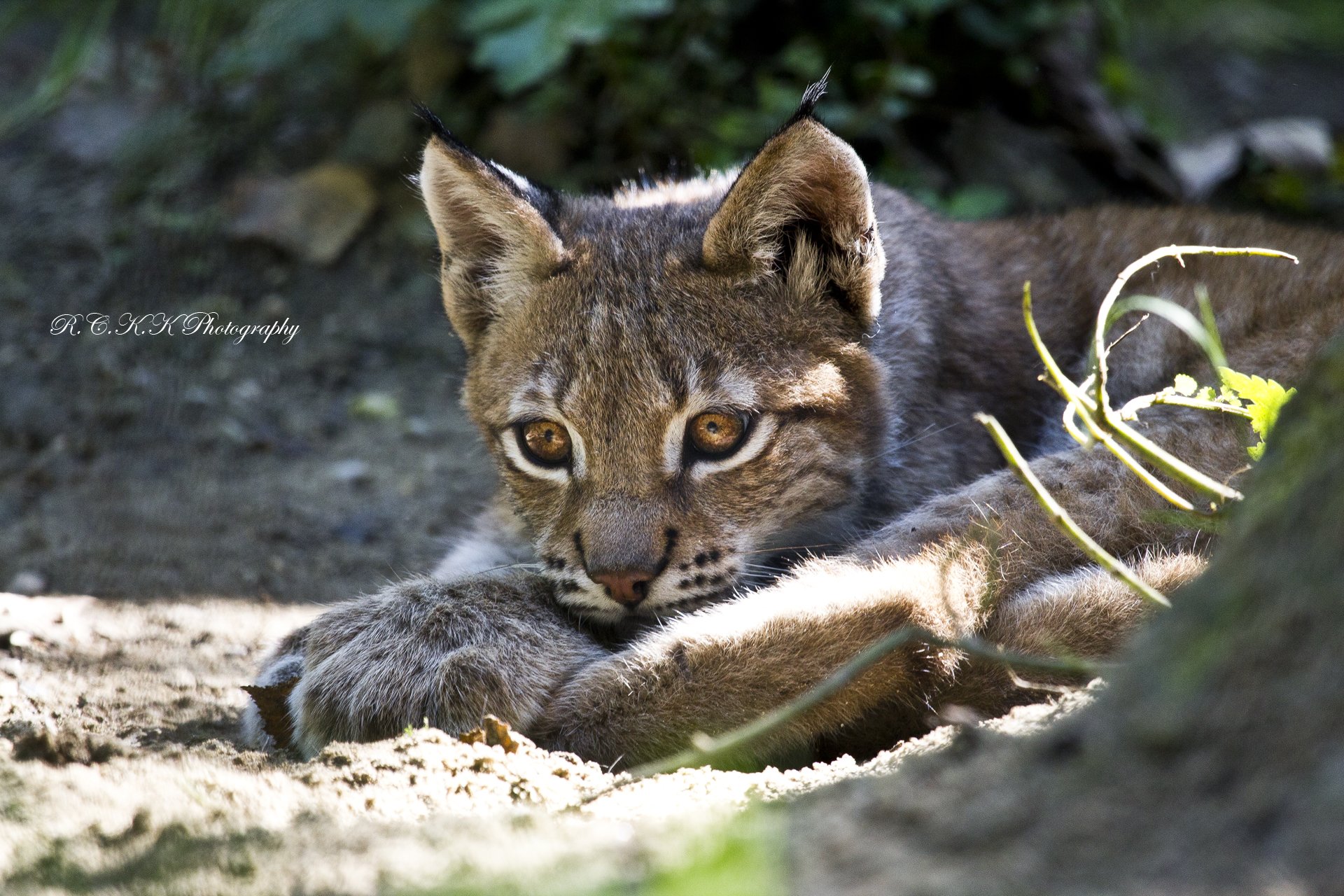 lince riposo predatore