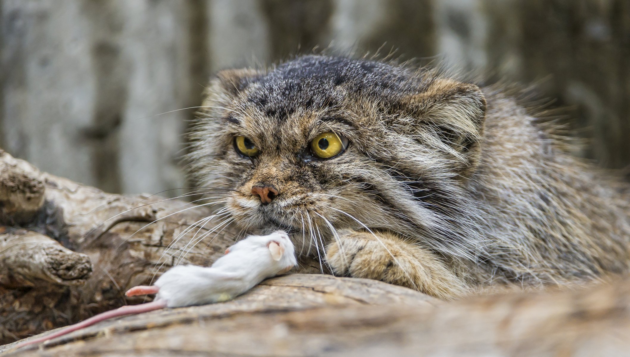 manul gato ratón mirada ©tambako the jaguar