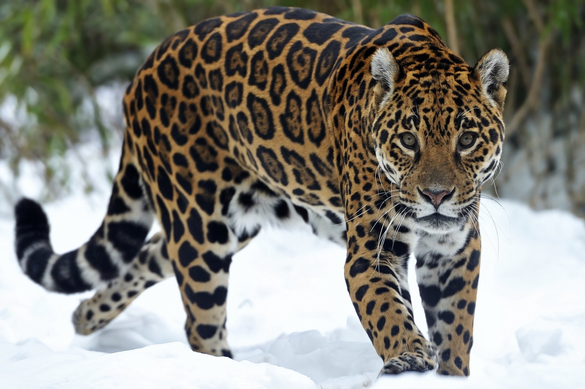 jaguar raubtier schnee blick