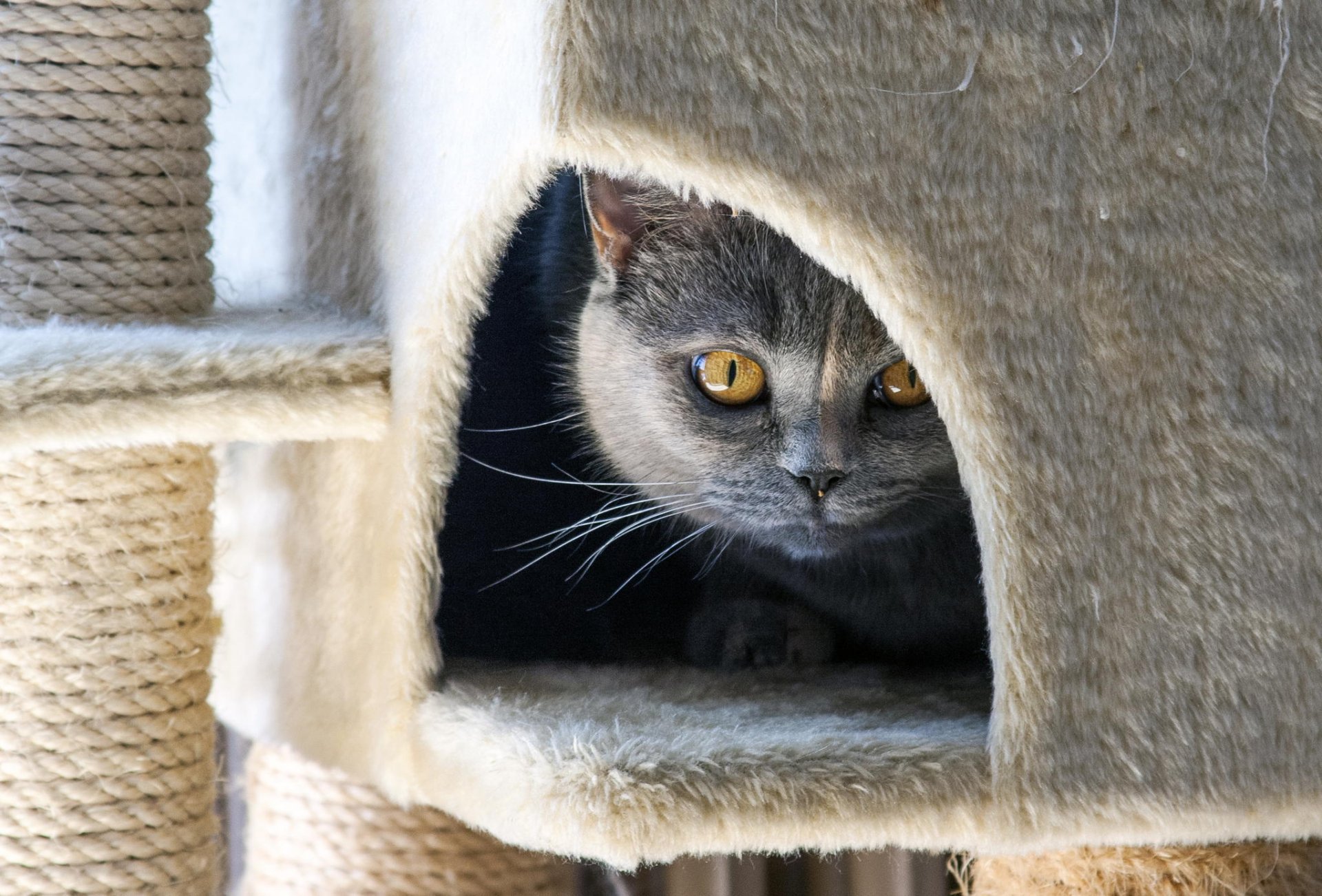 chat museau laine regard lumière