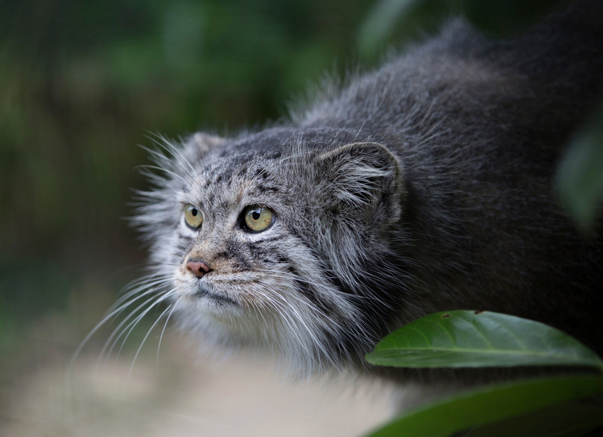 manula manul blick