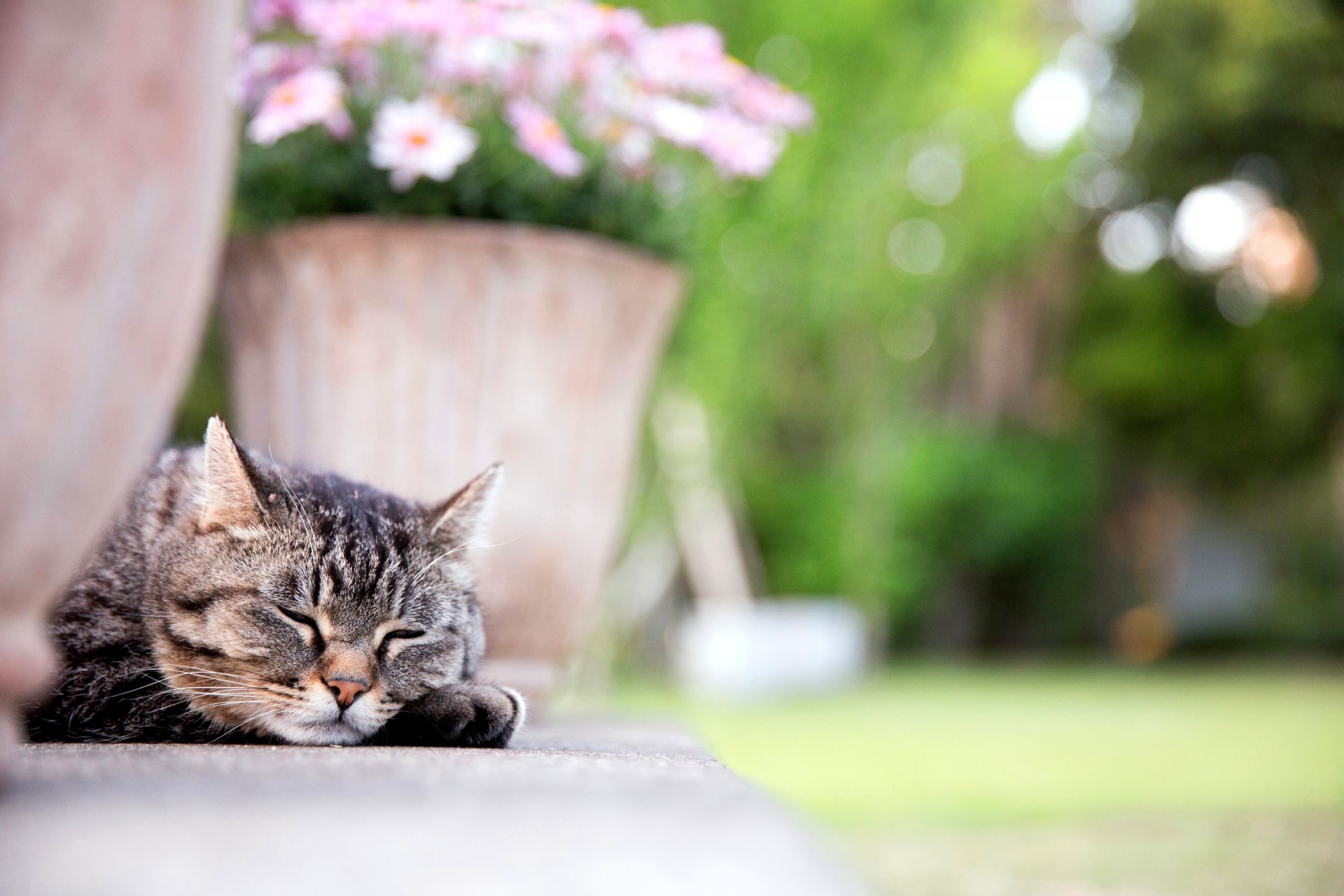 chat chat museau patte dort pot de fleurs fleurs