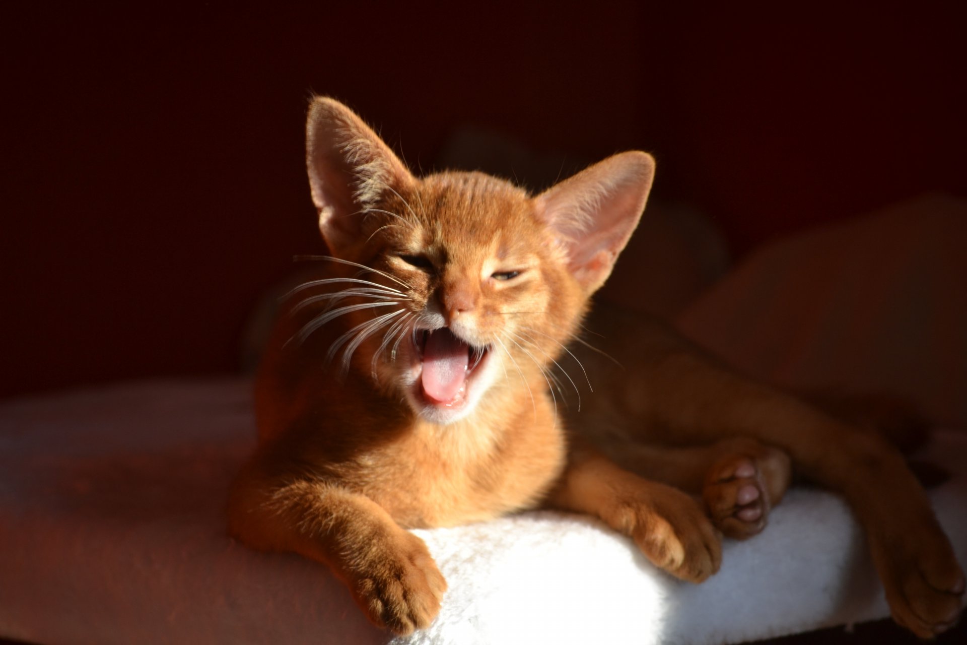 gato abisinio gatito bostezo