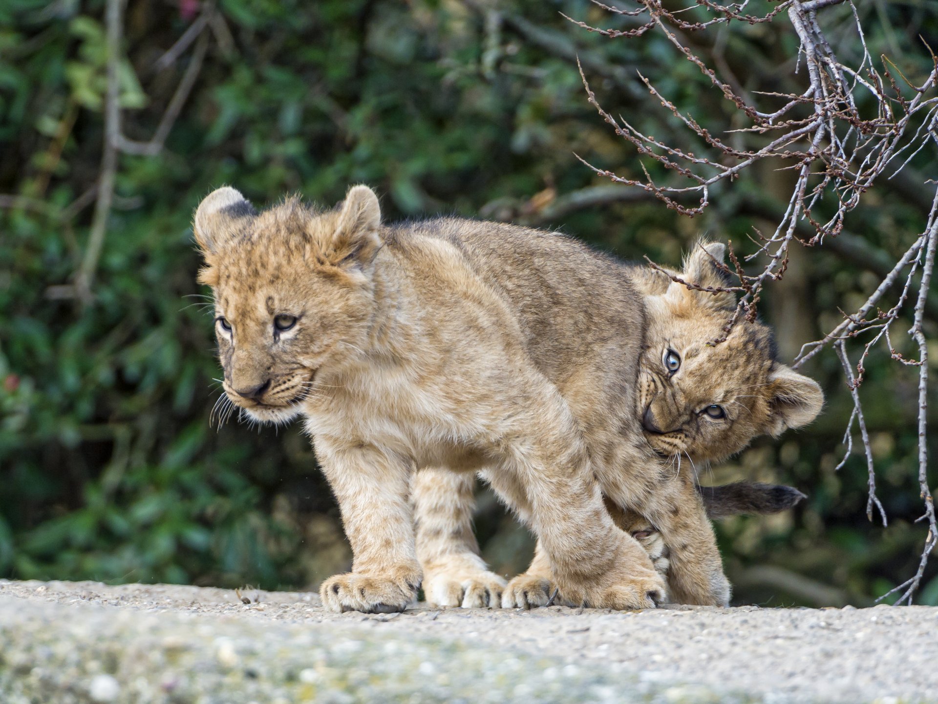 кошки львята ветки игра пара ©tambako the jaguar