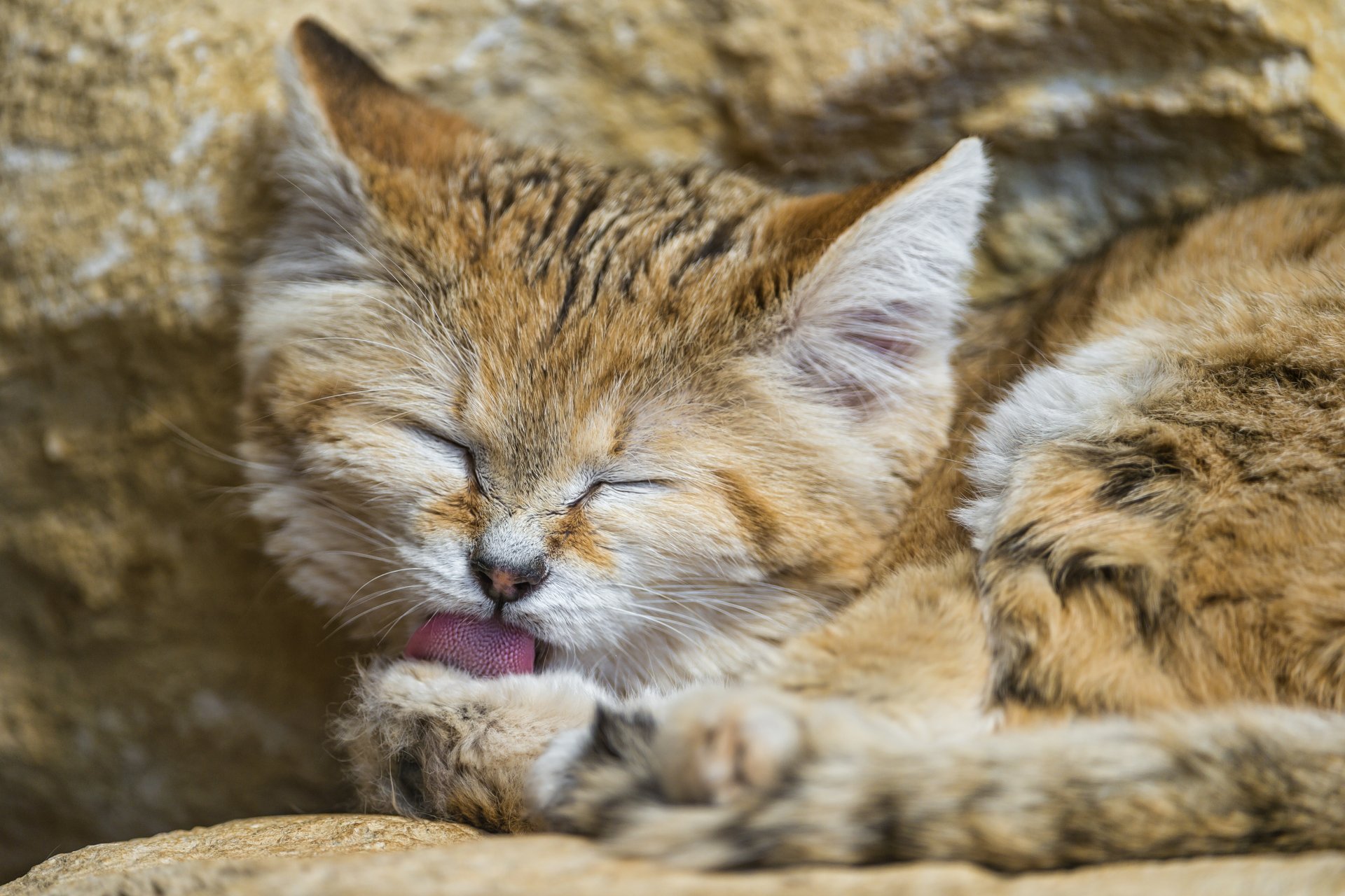 chat de velours chat de sable chat museau langue lavage ©tambako the jaguar