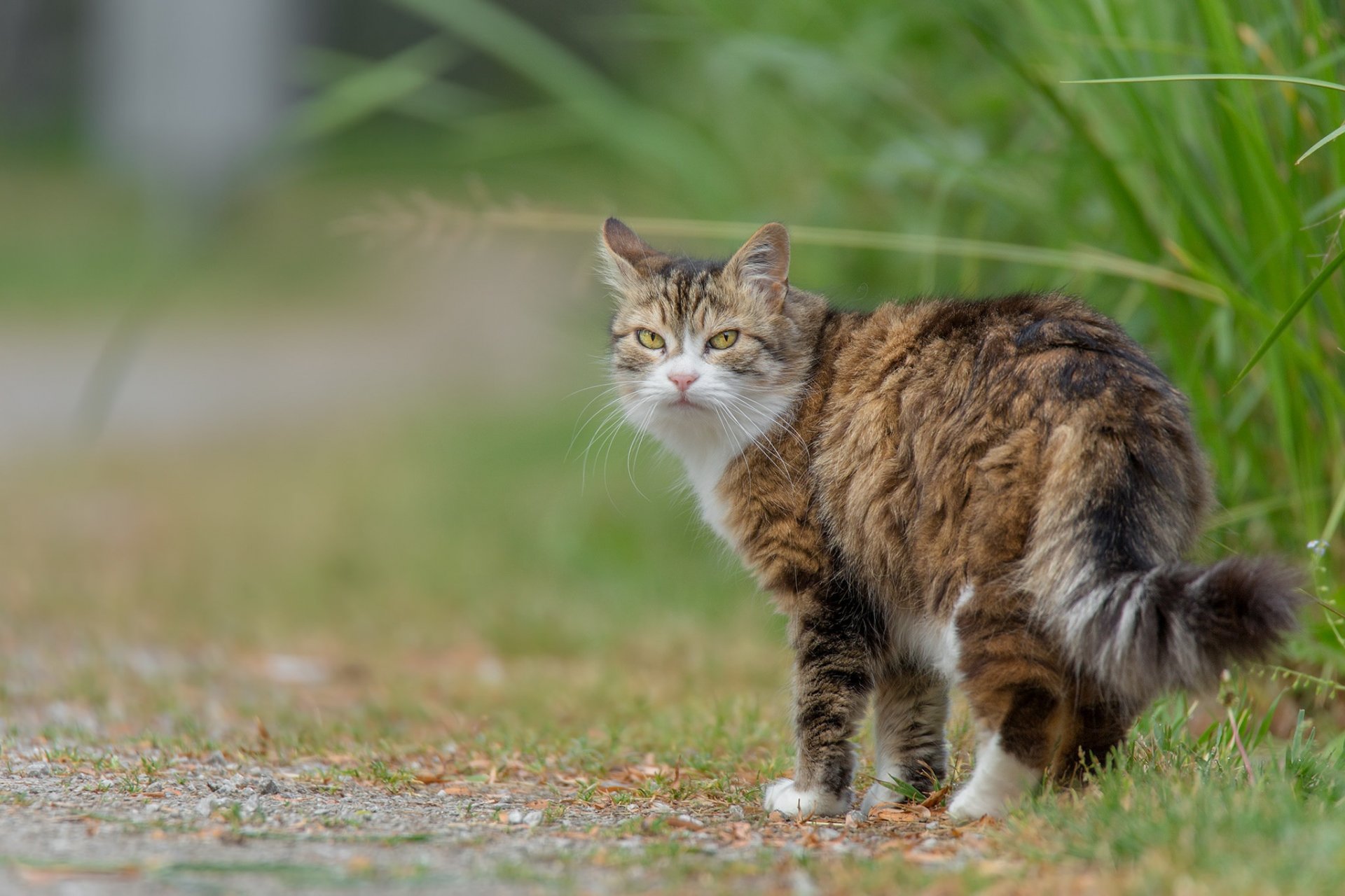 gras katze katze flauschig blick