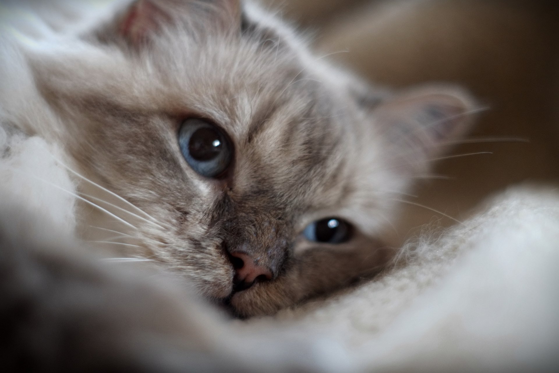 katze katze kätzchen ruhe blick