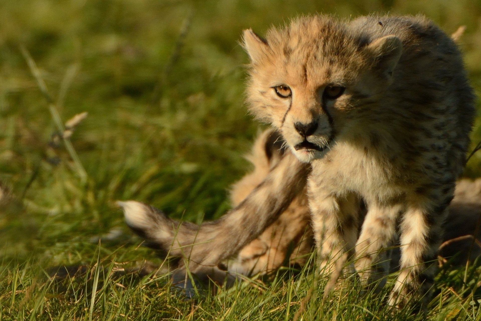 ghepardo gatto selvatico predatore