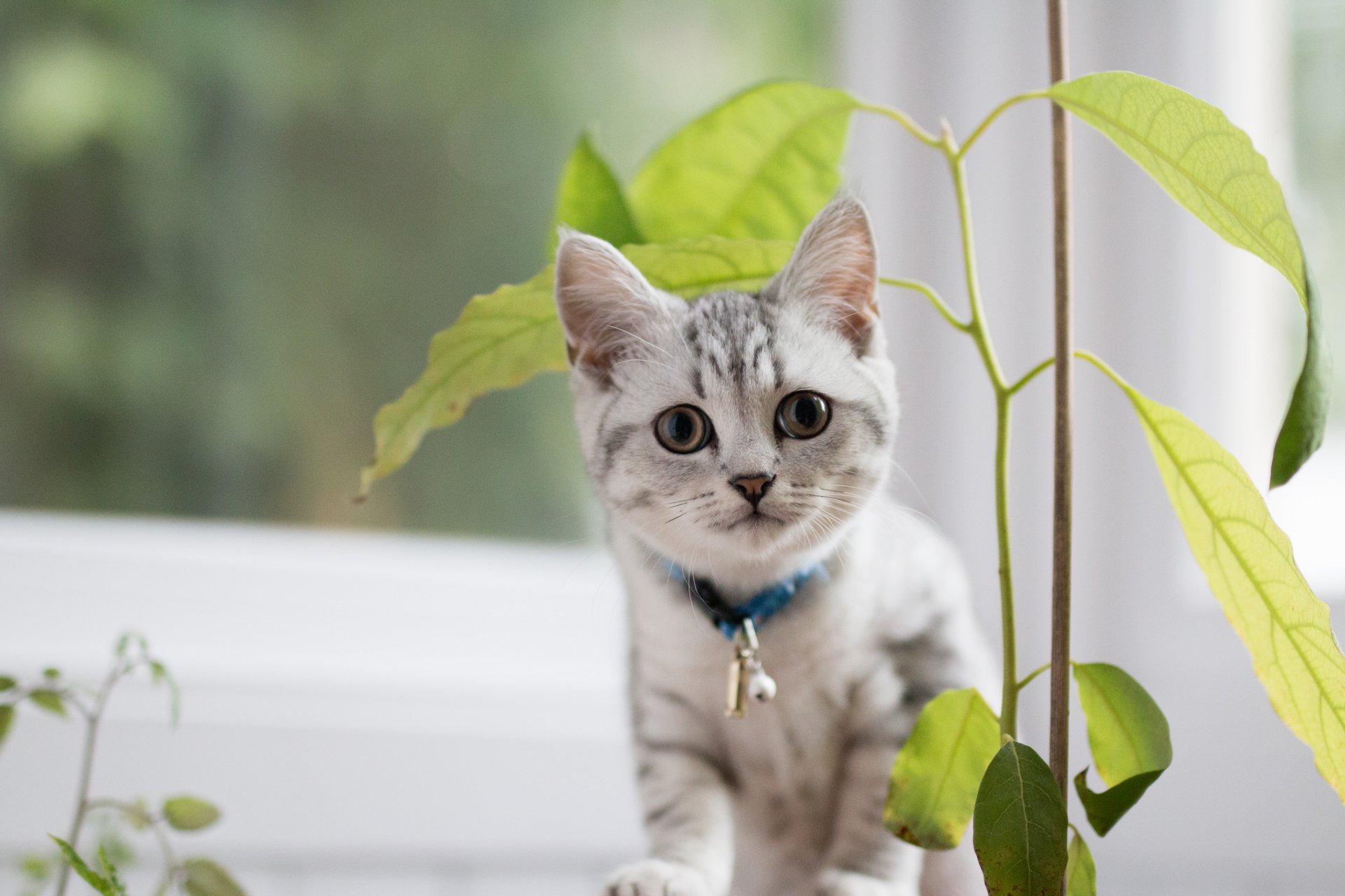 gato mirada fondo