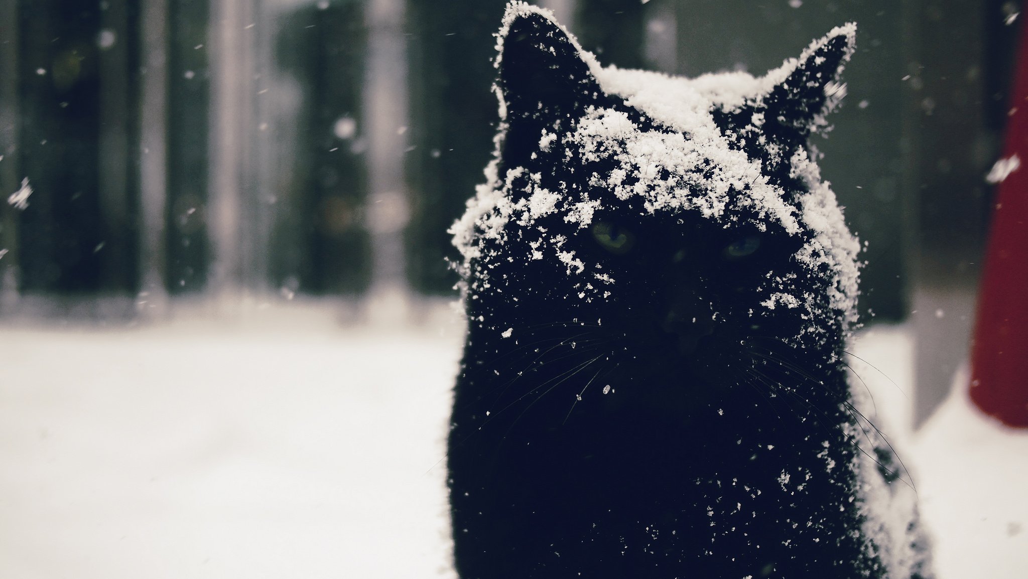 cat eyes kote view moody snow background