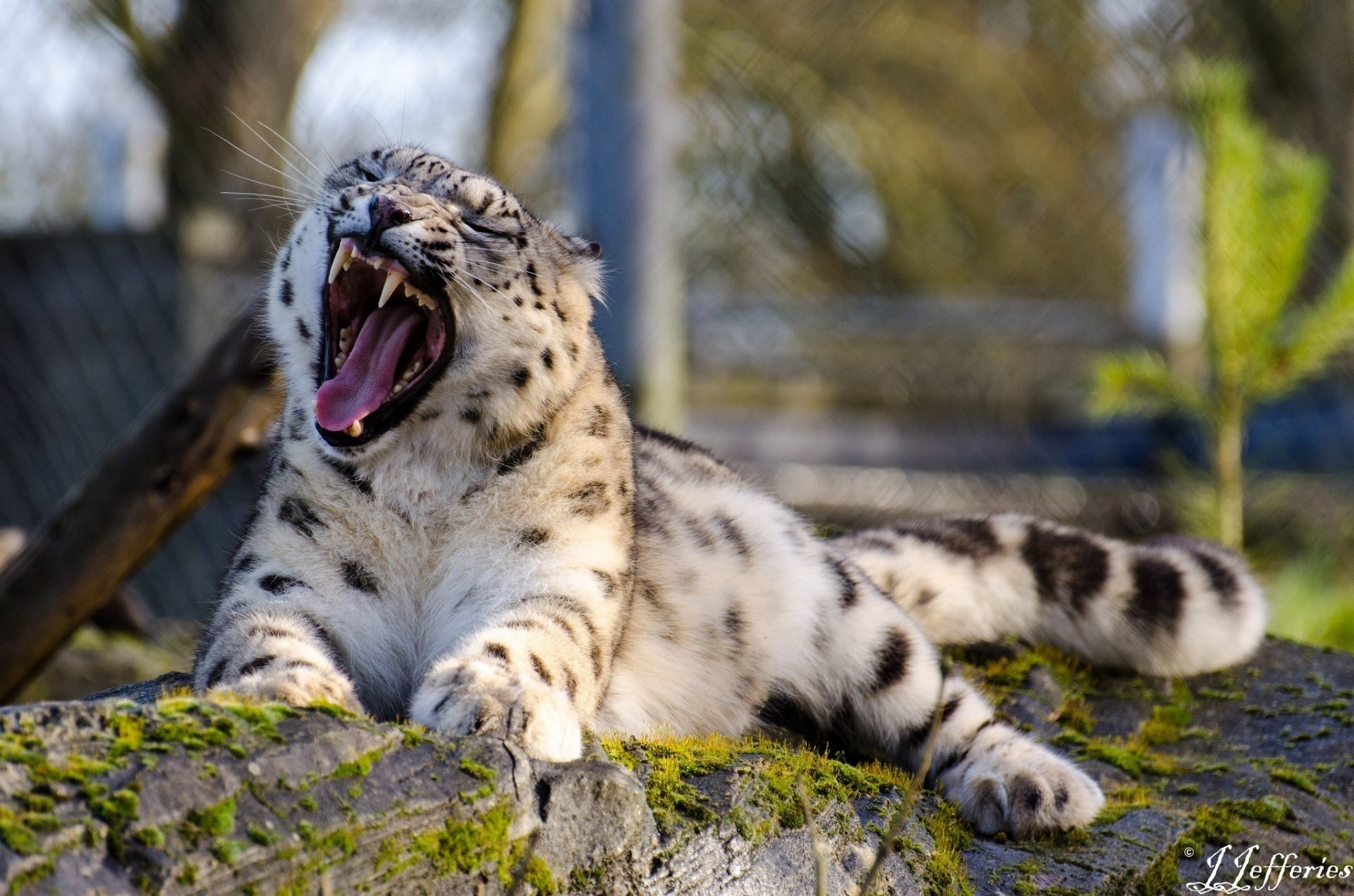 leopardo delle nevi irbis gatto selvatico sbadigli fauci zanne riposo