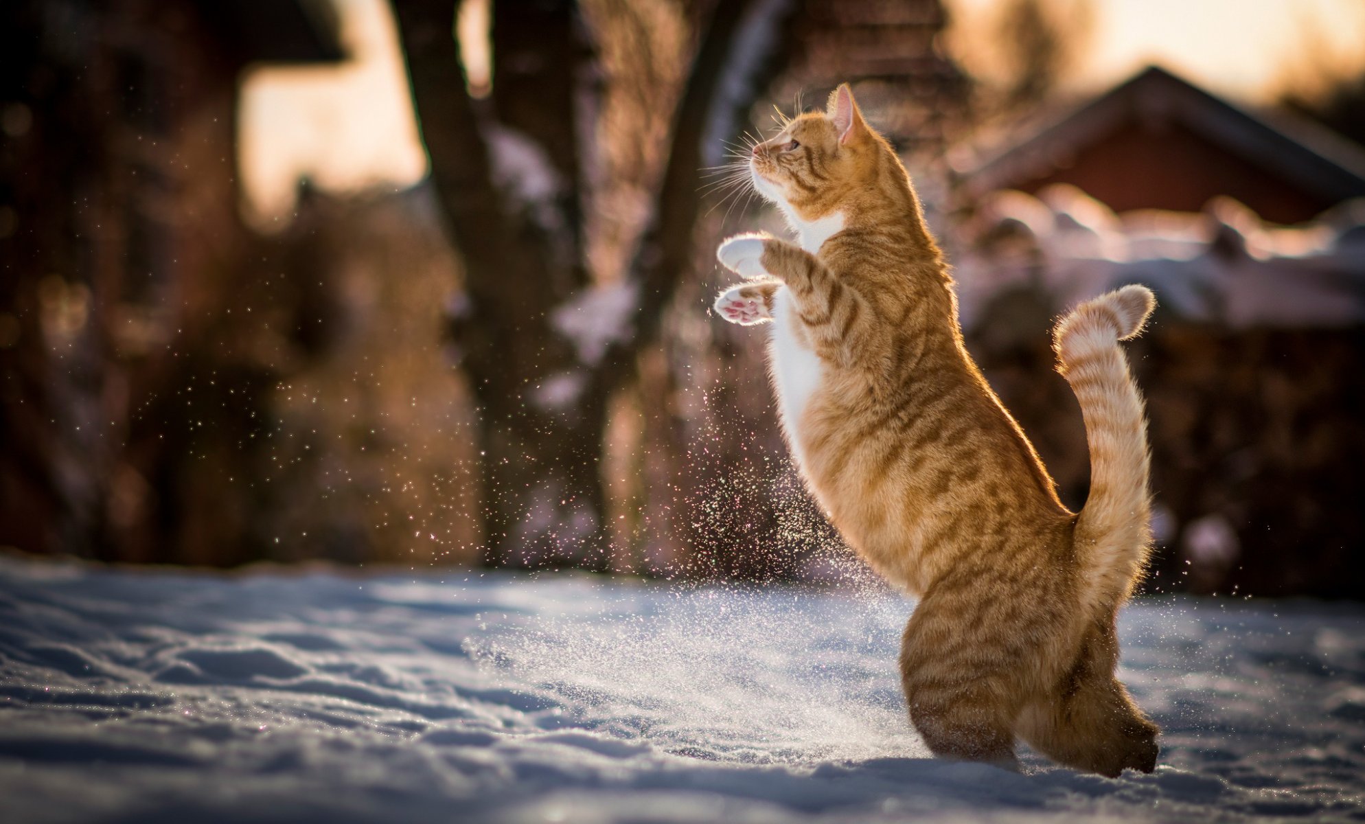 katze rot kote hinterbeine winter schnee