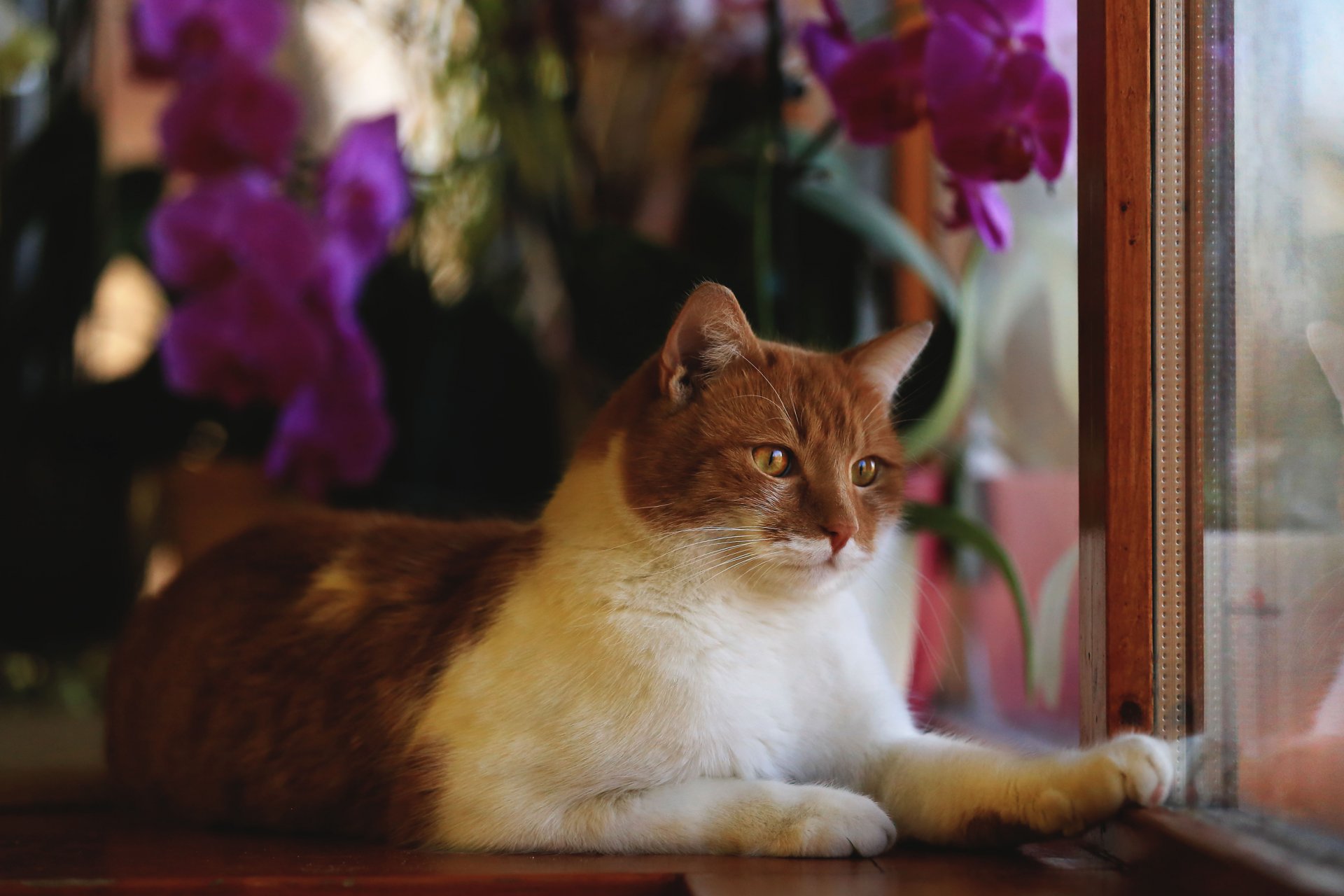 katze rot tier blick liegt fenster rahmen blumen