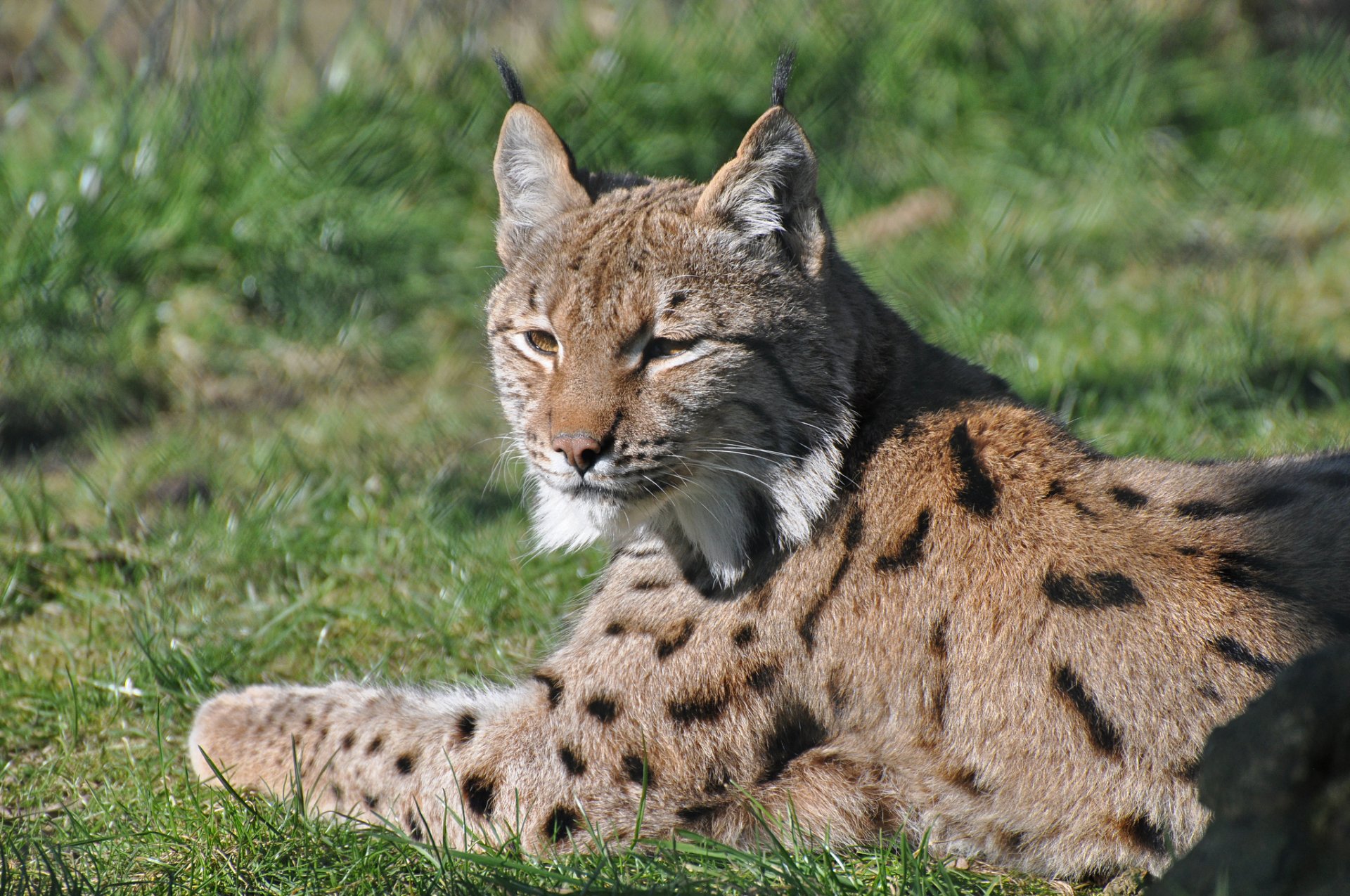 lince riposo muso predatore