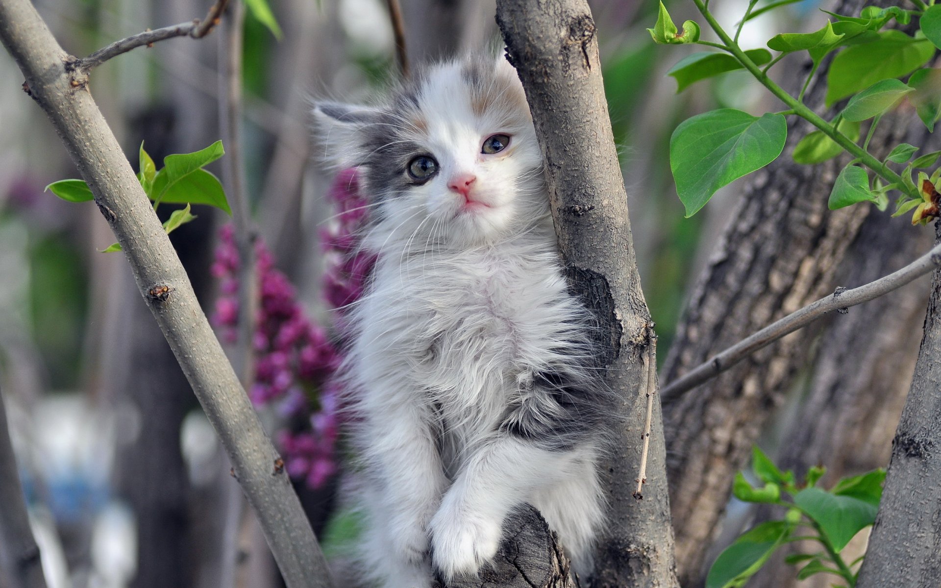 gatto albero natura