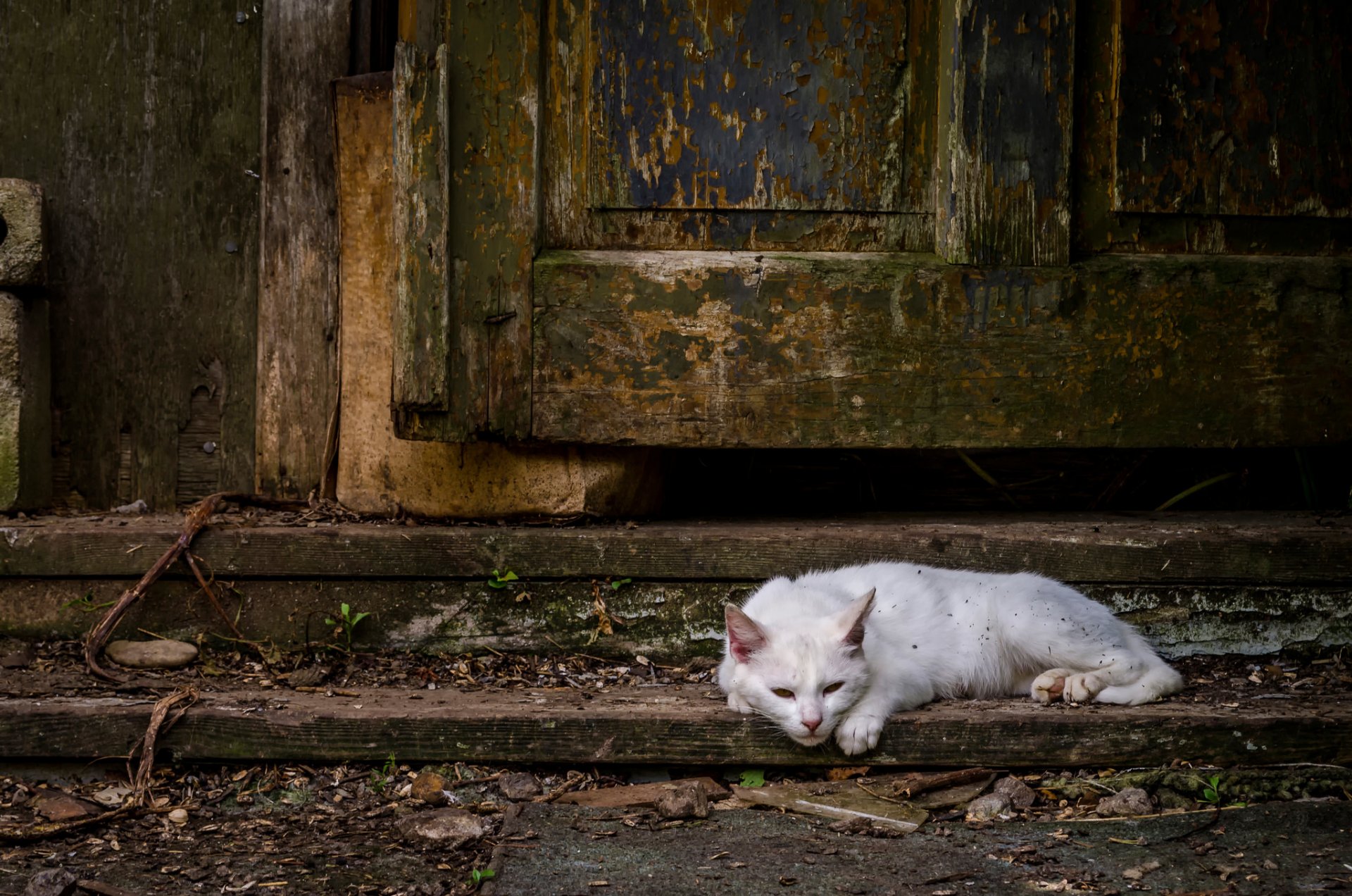 white cat door