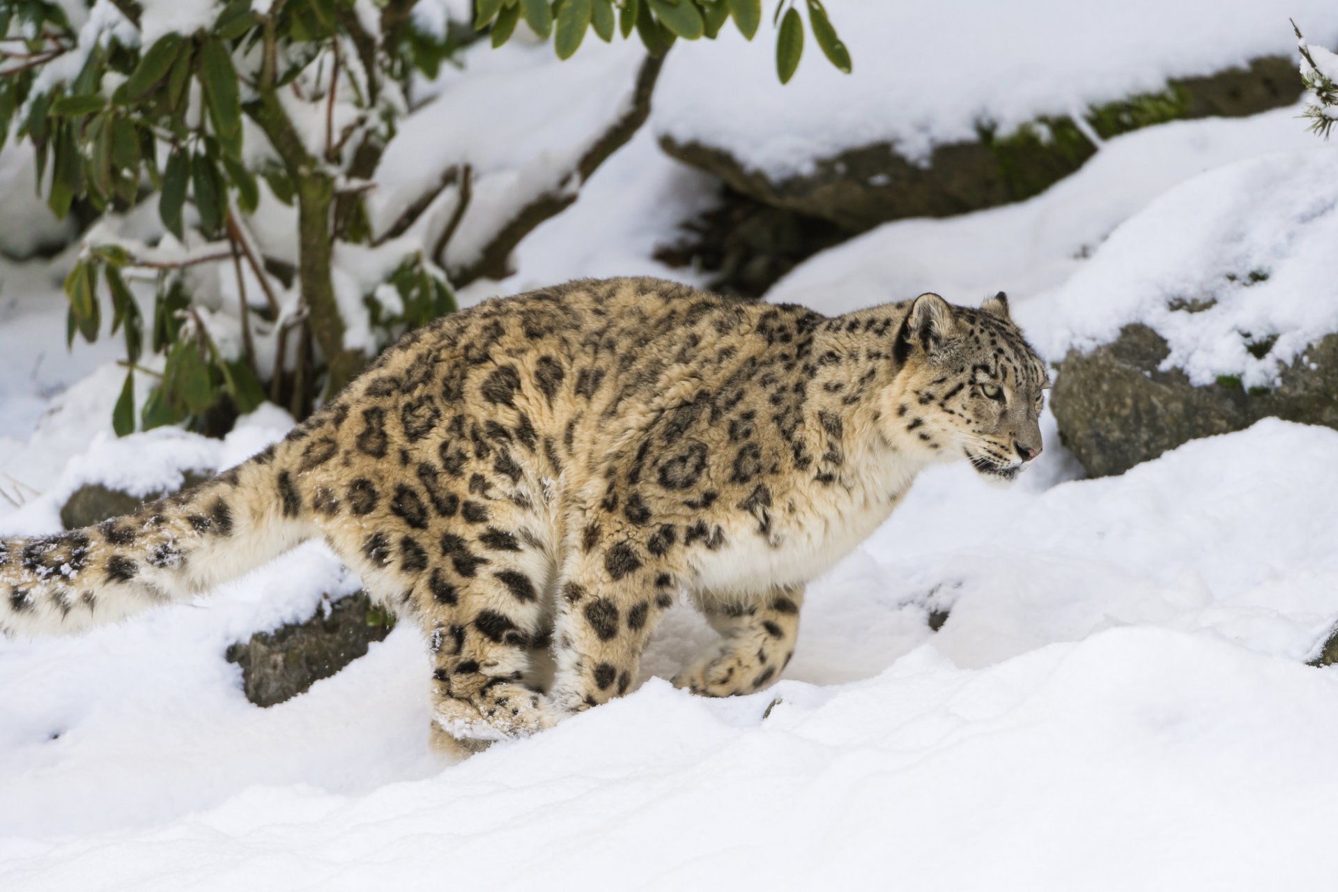 pantera śnieżna kot irbis zima śnieg ©tambako the jaguar