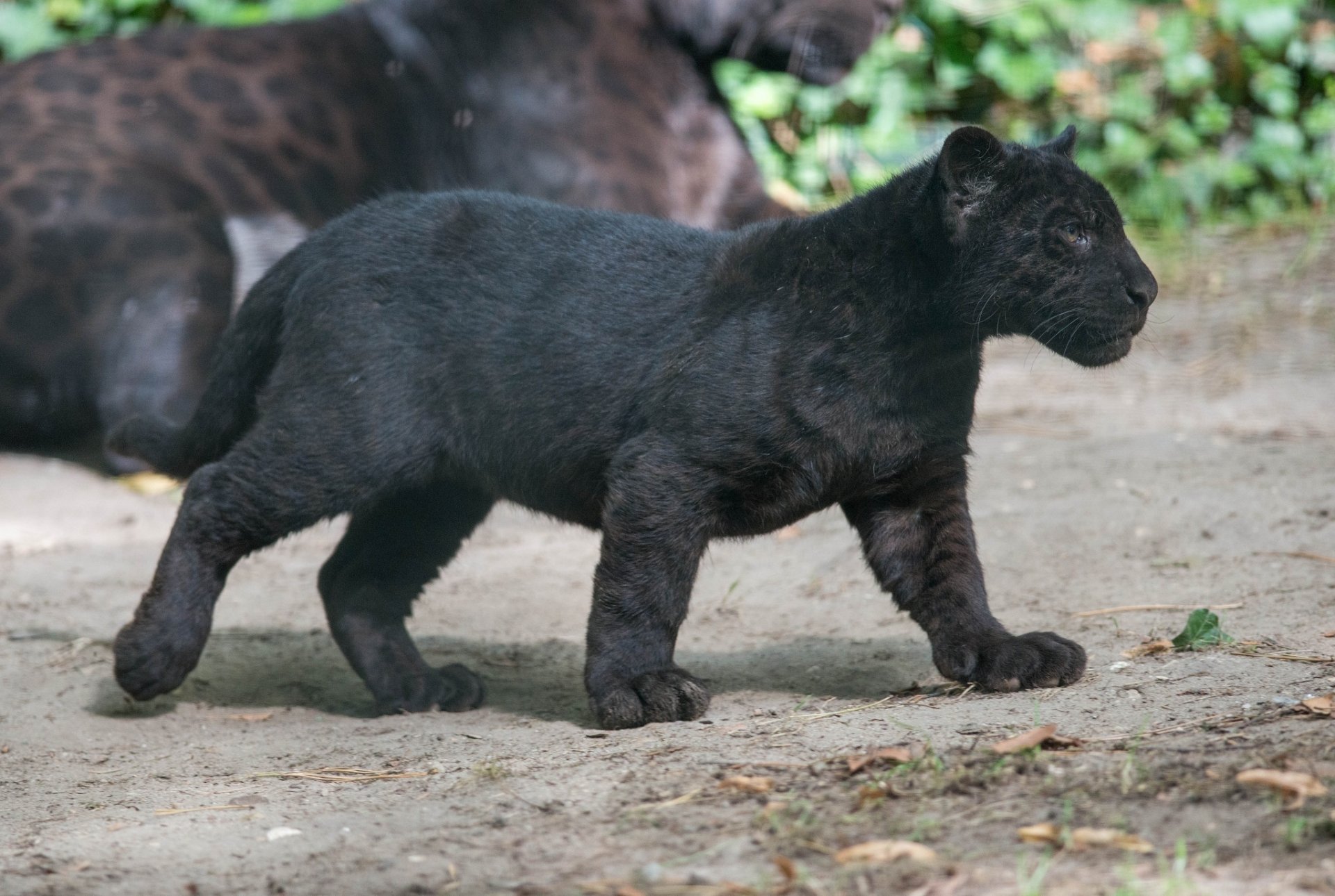 jaguar noir panthère chat sauvage prédateur cub chaton profil