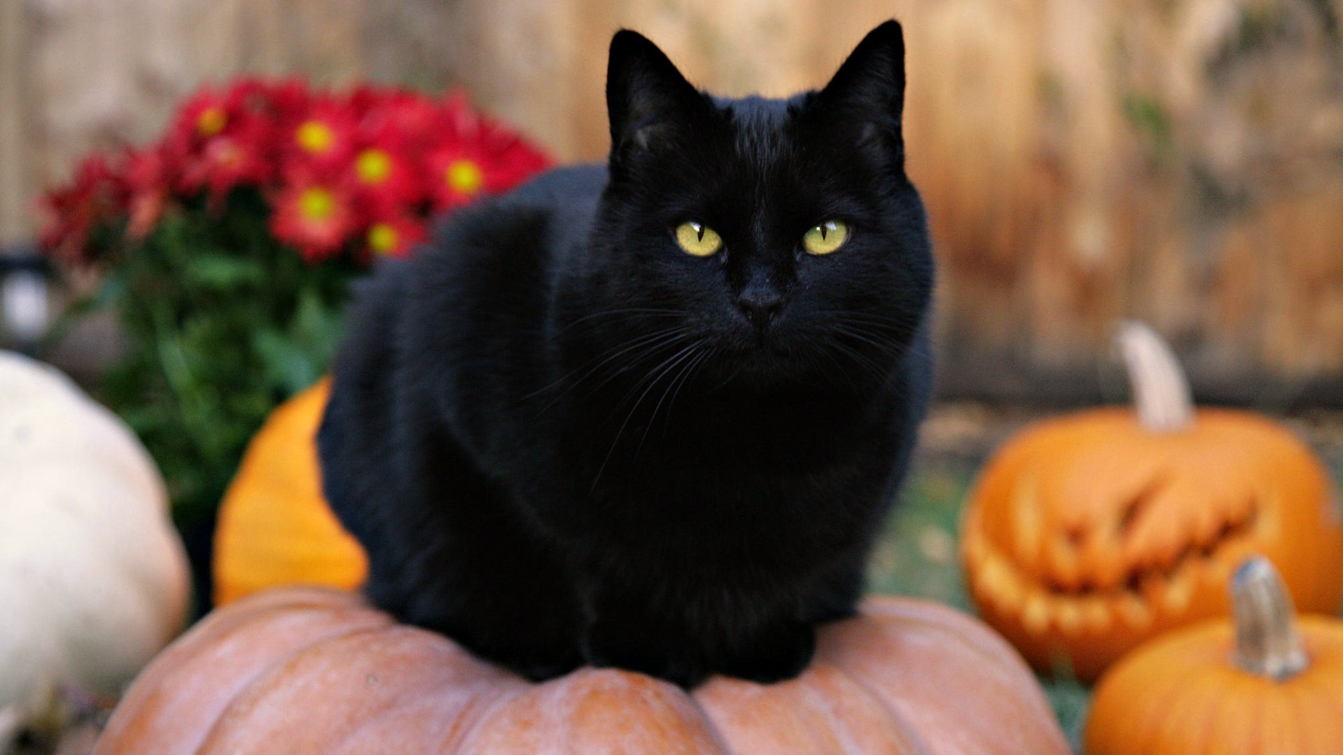 gatto nero gatto zucca halloween