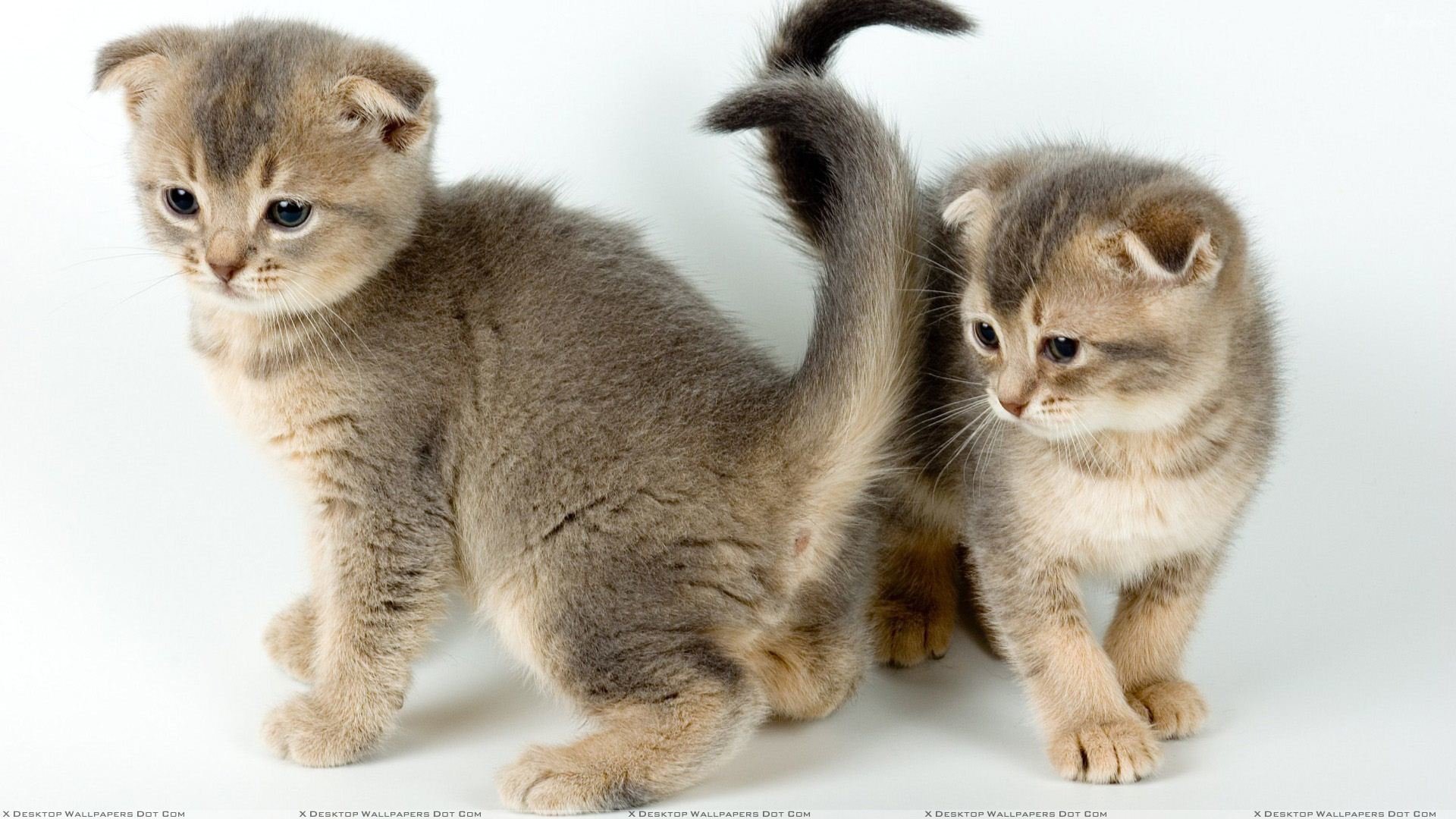 gattini coppia bambini piccoli