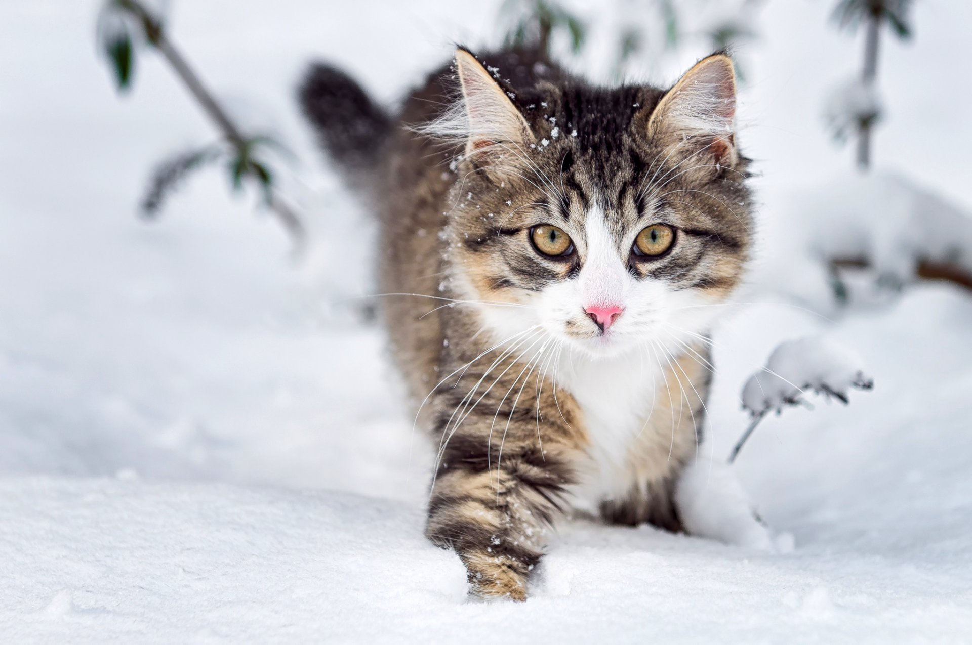 kot puszysty pysk spojrzenie śnieg zima natura