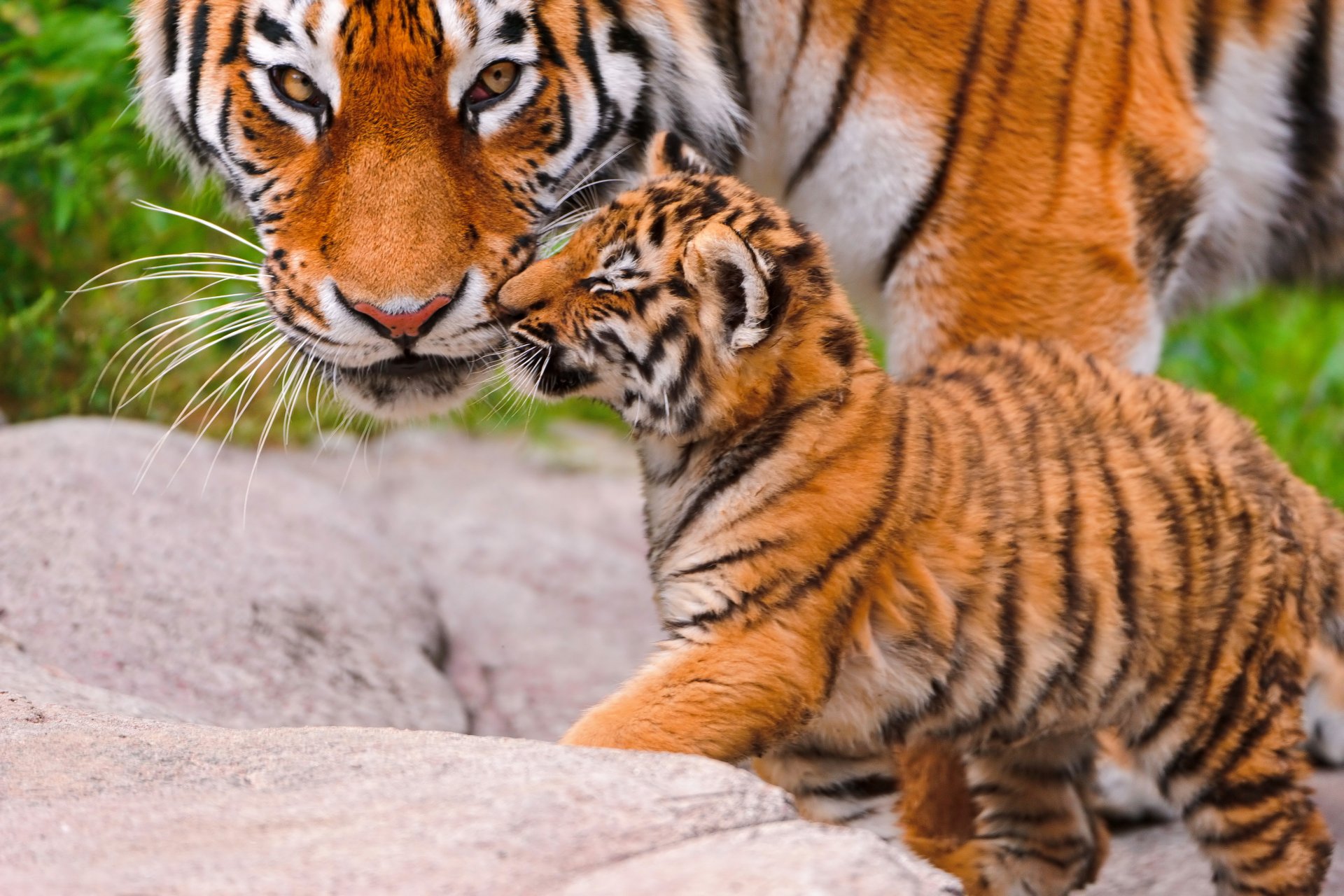 tigre petit tigre animaux grand chat tigresse vue hq fonds d écran