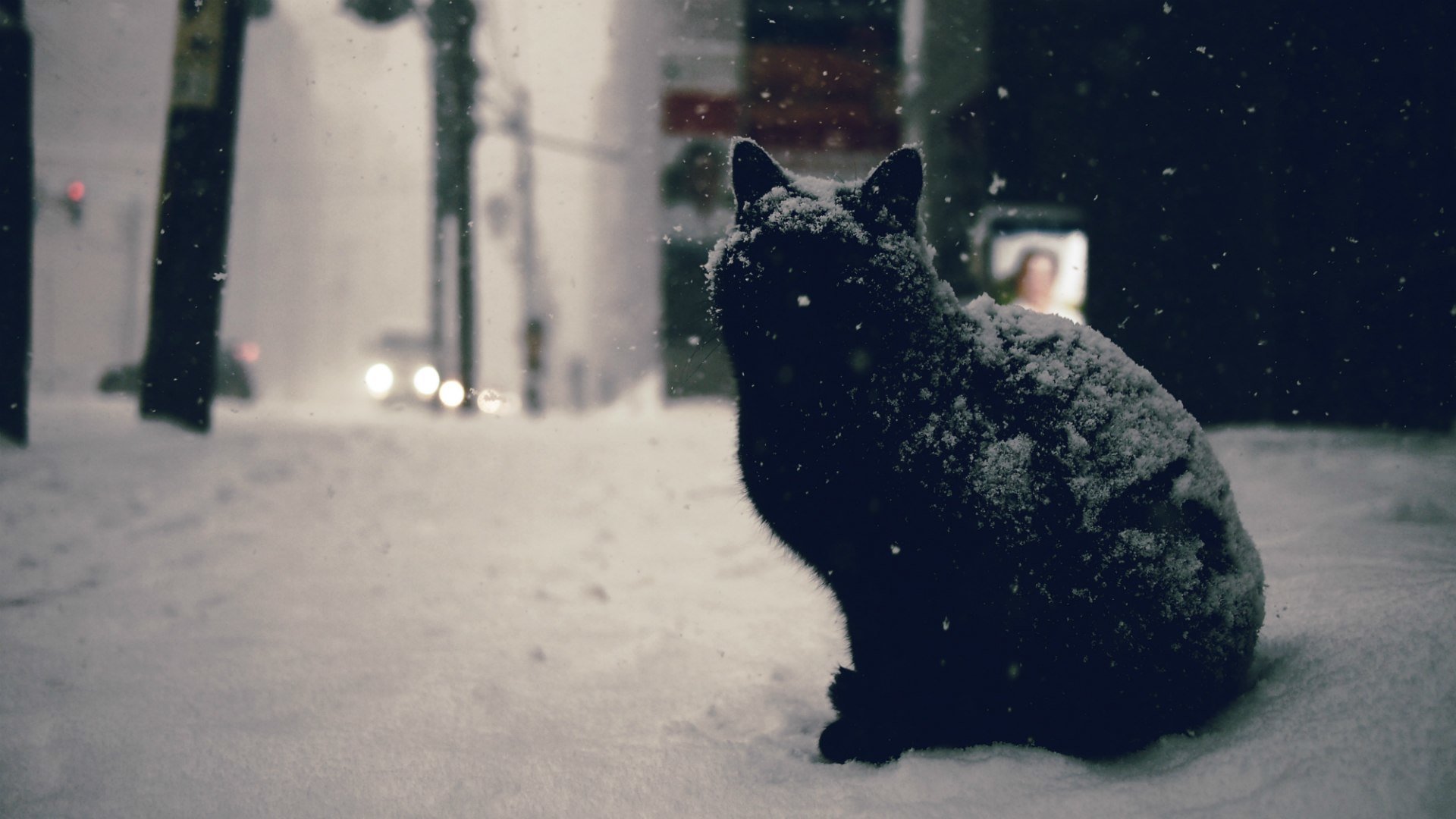 cat town street road machinery winter snow black city car