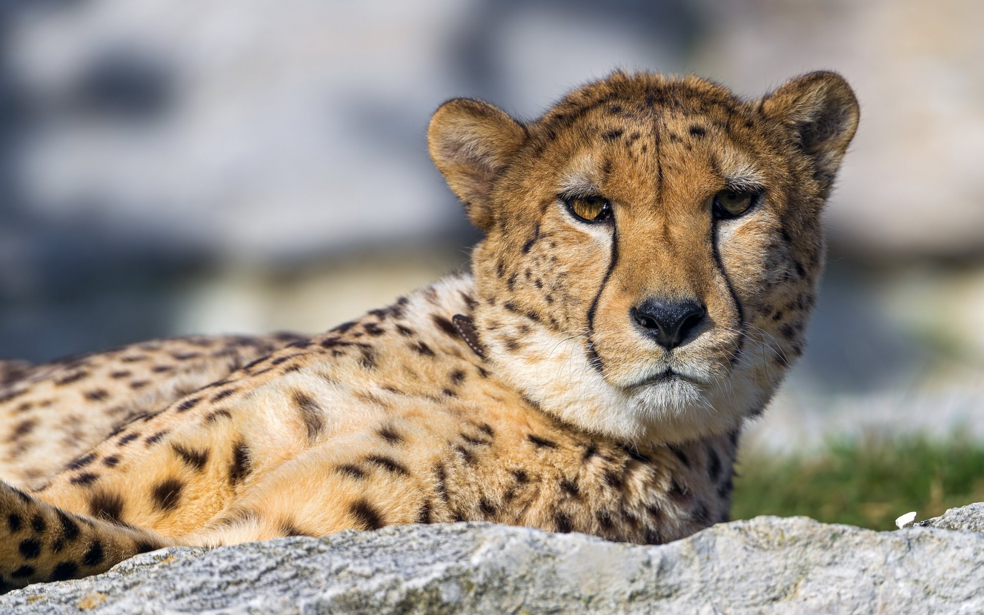 guépard prédateur museau vue repos