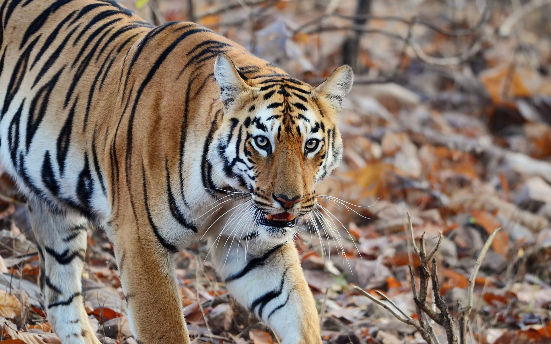 tigre depredador rayas naturaleza