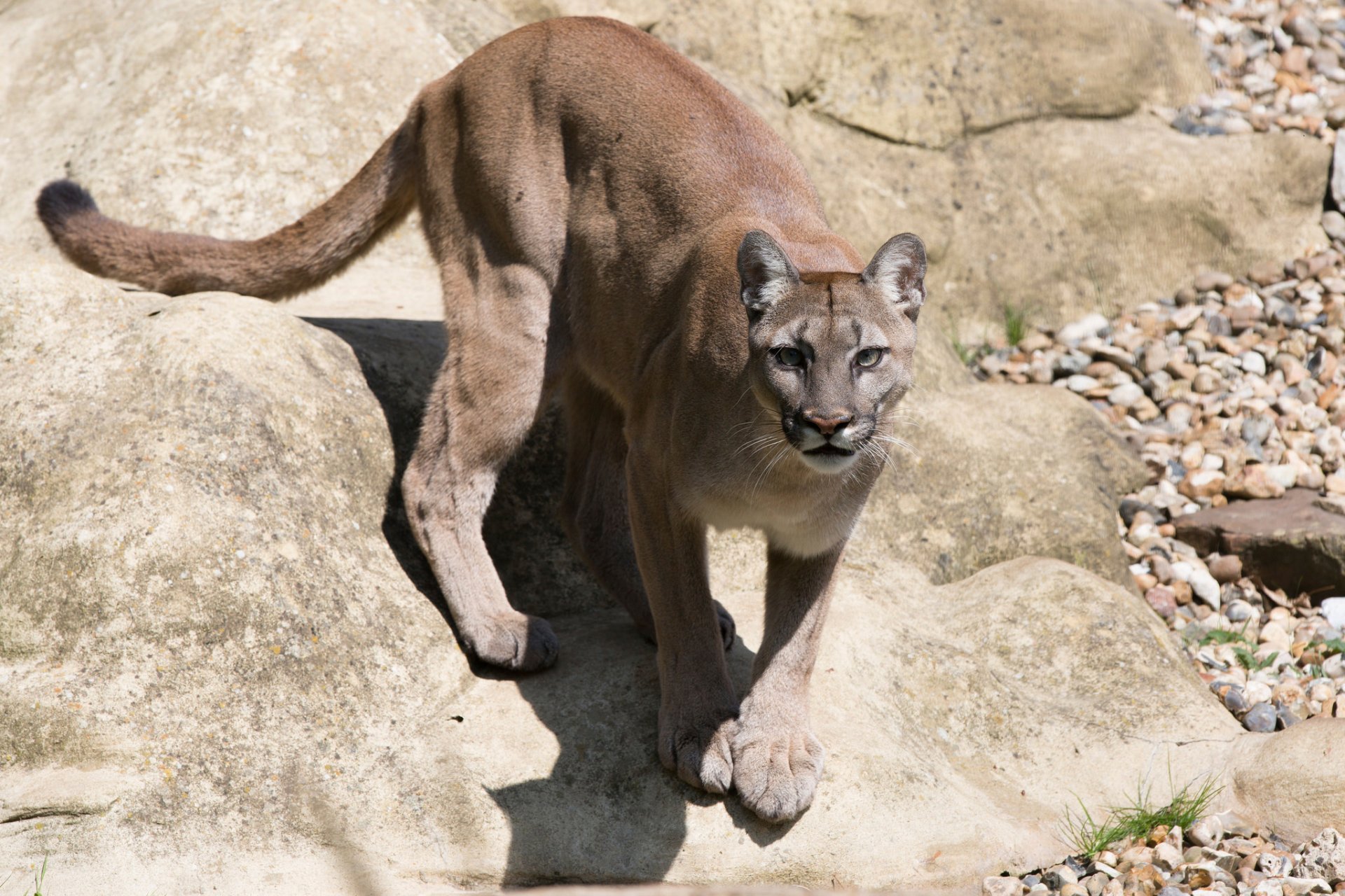 puma blick raubtier muschi