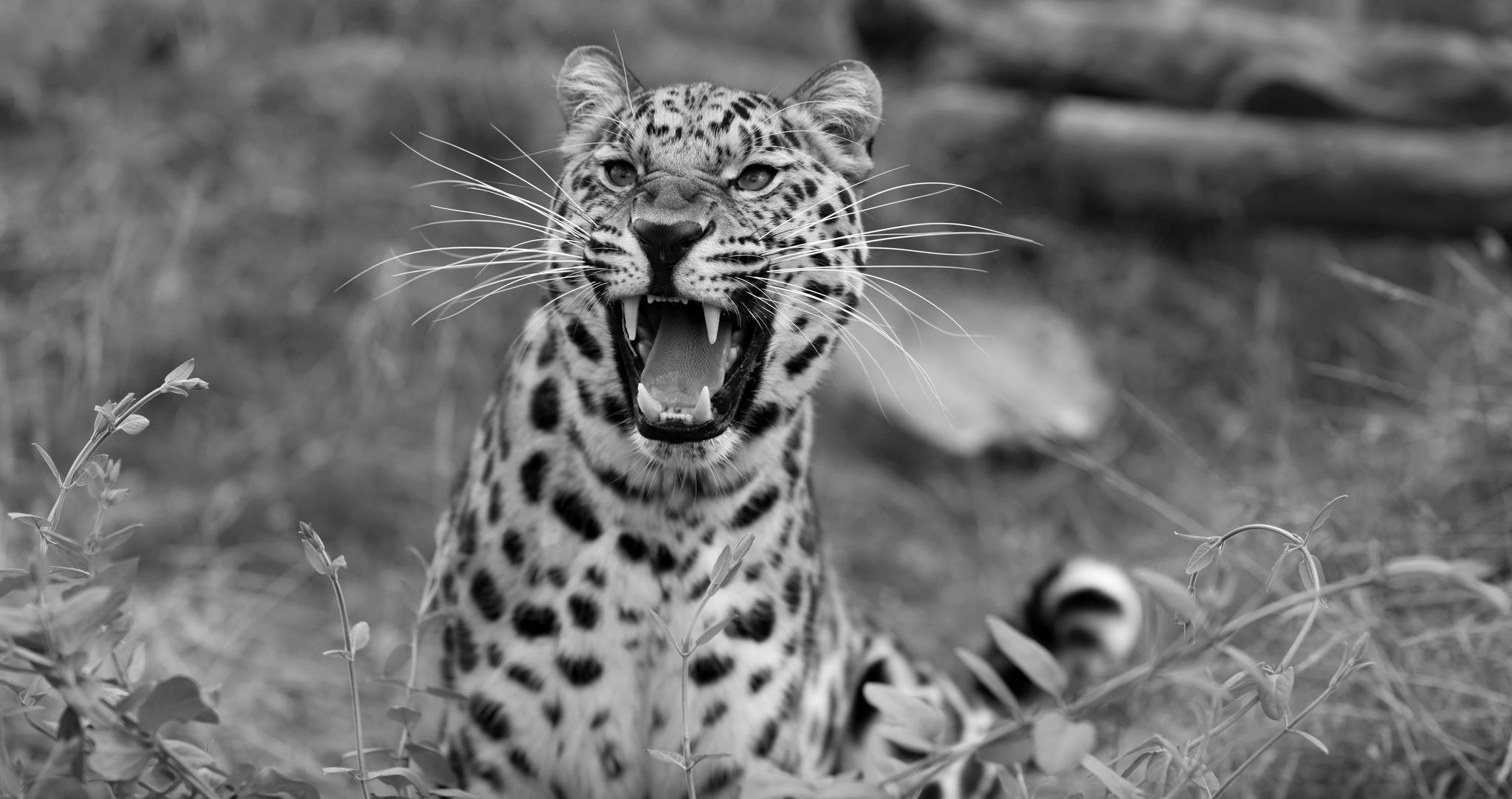 leopardo sonrisa vida silvestre