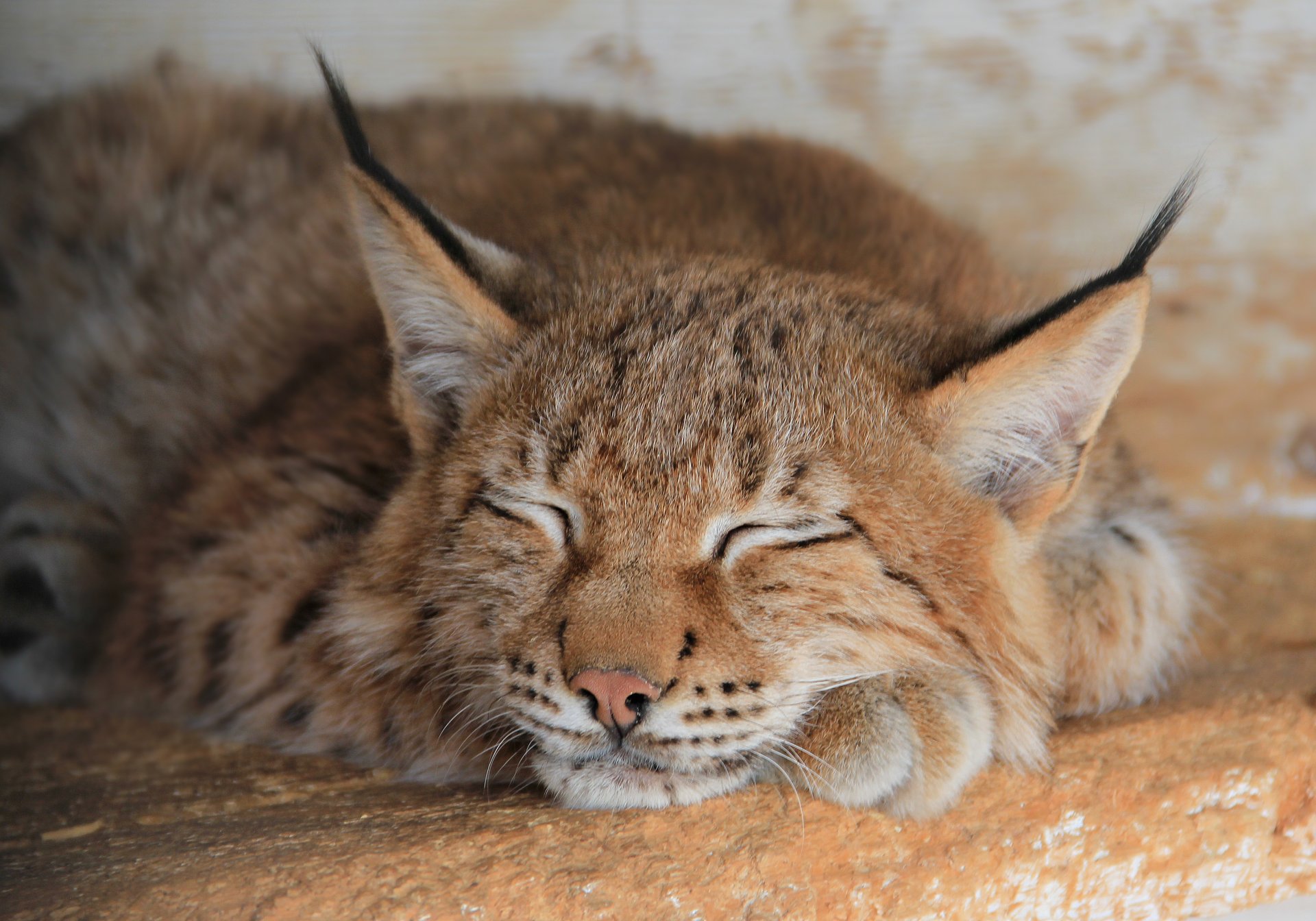 lince descanso patas