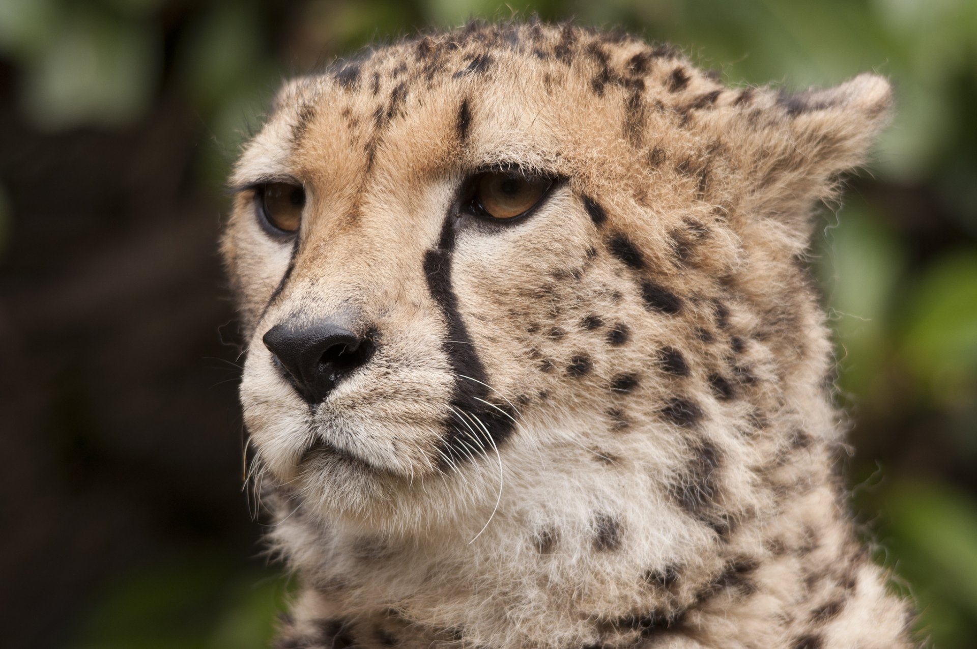 guépard museau moustache regard prédateur