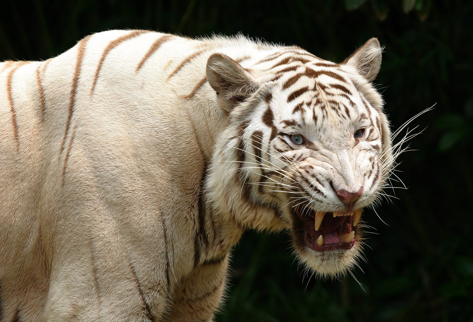 tigre depredador sonrisa