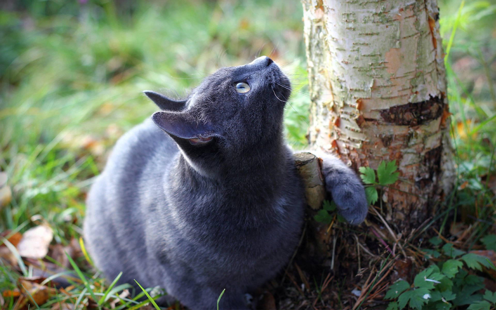 cat tree trunk land gra