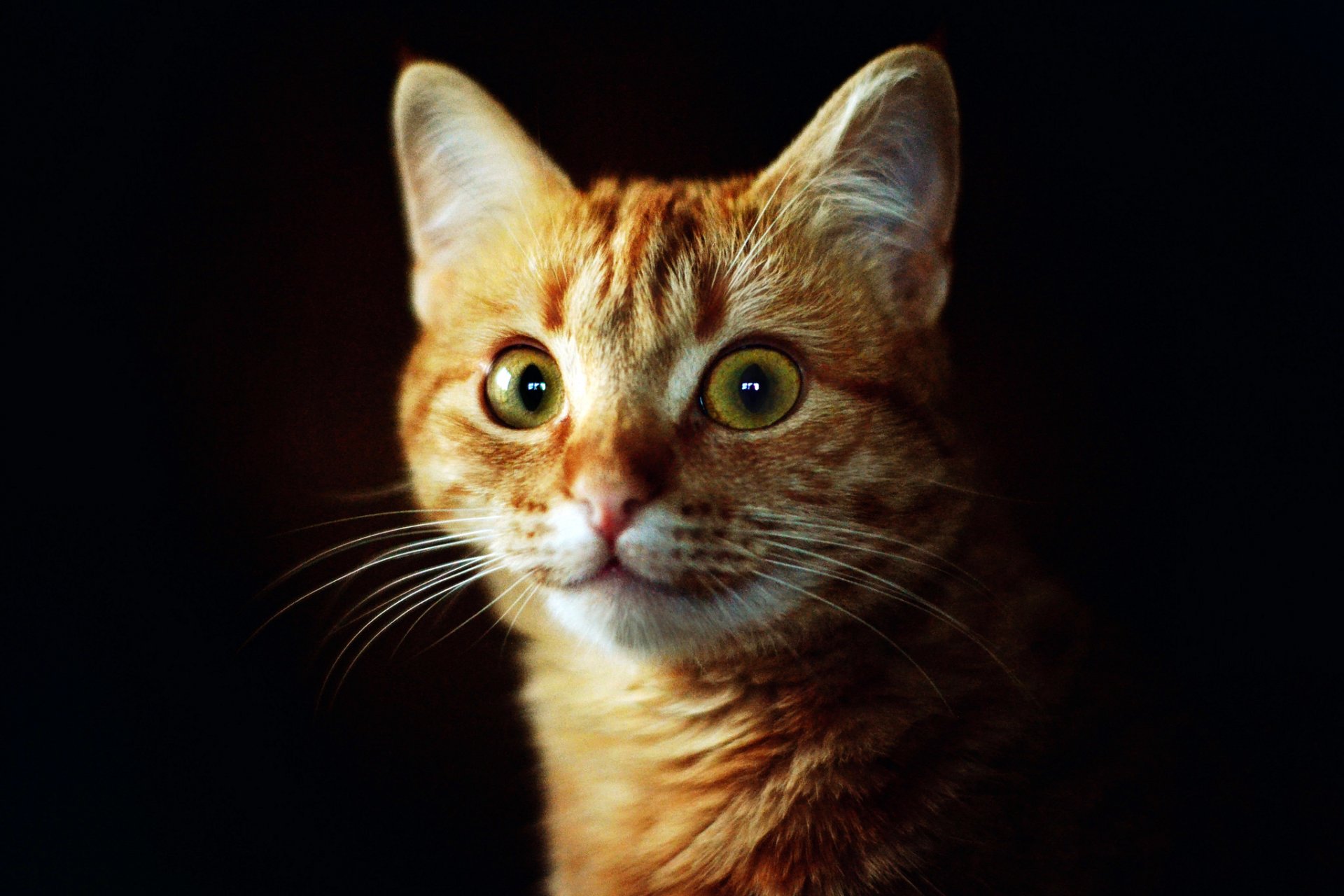 cat red cat muzzle look eyes green background dark