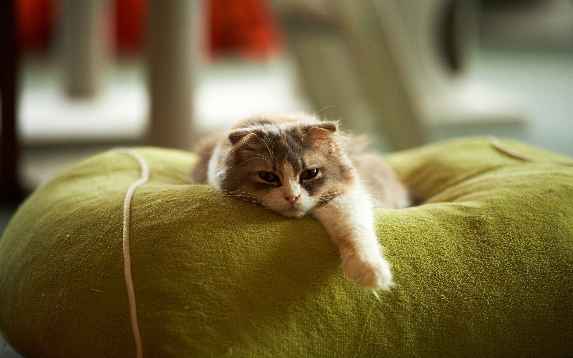 chat regard patte oreiller