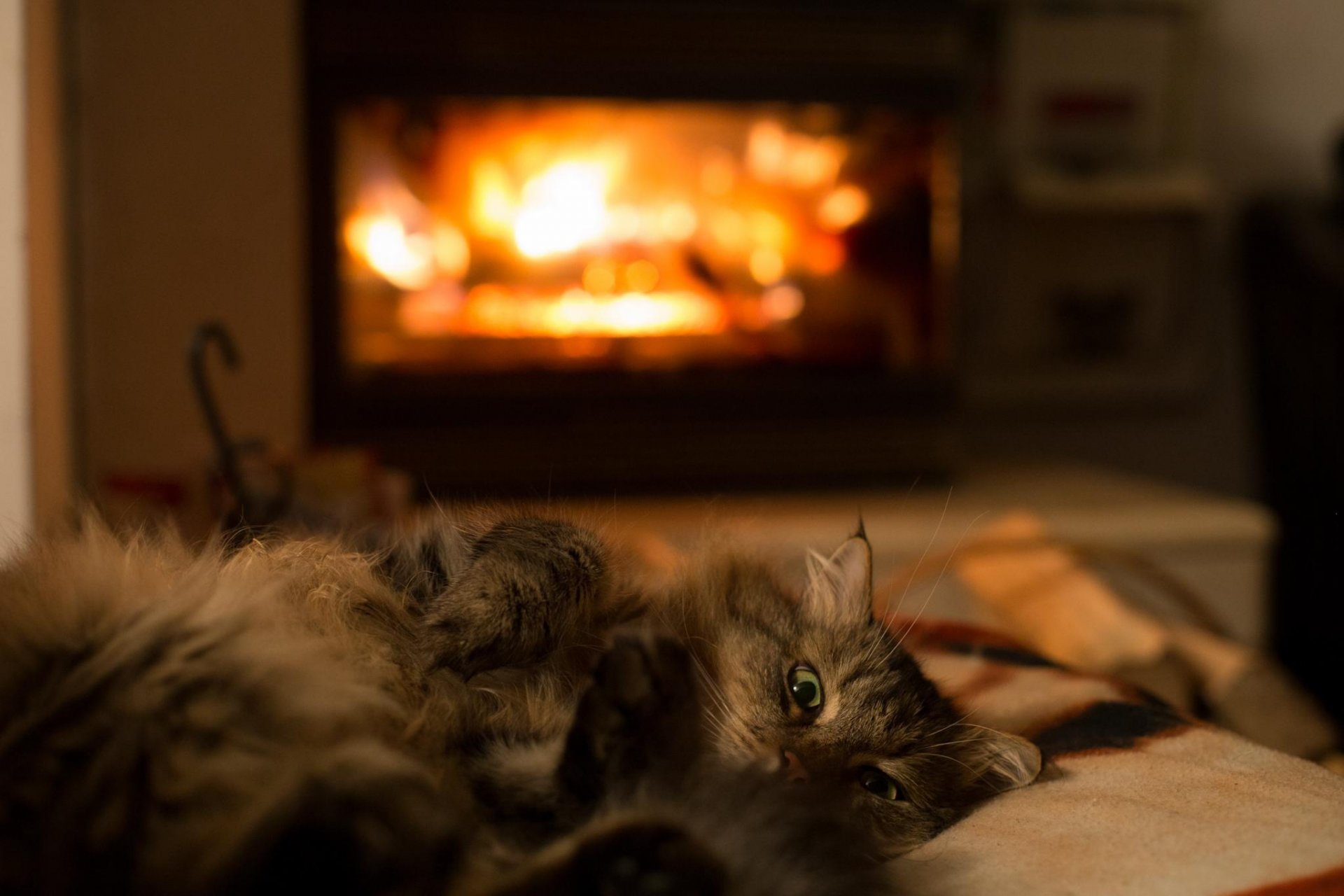 animals cat wool foot green eyes is room heat fireplace